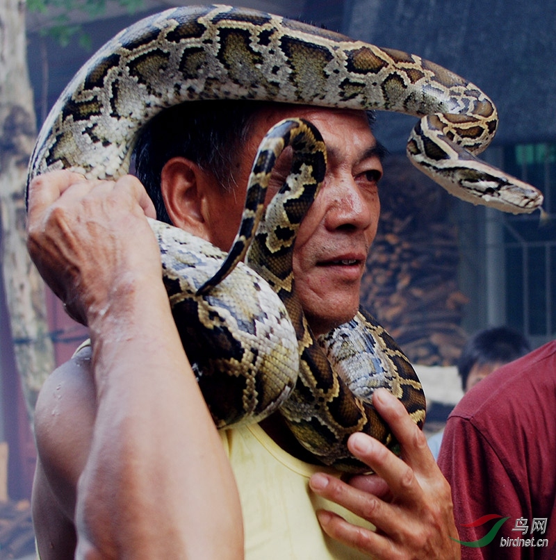 樟湖蛇文化节剪影(2) - 人文纪实版 鸟网