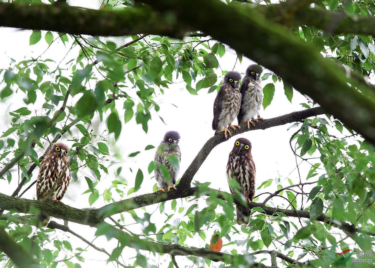 婺源是拍鸟休闲的好地方