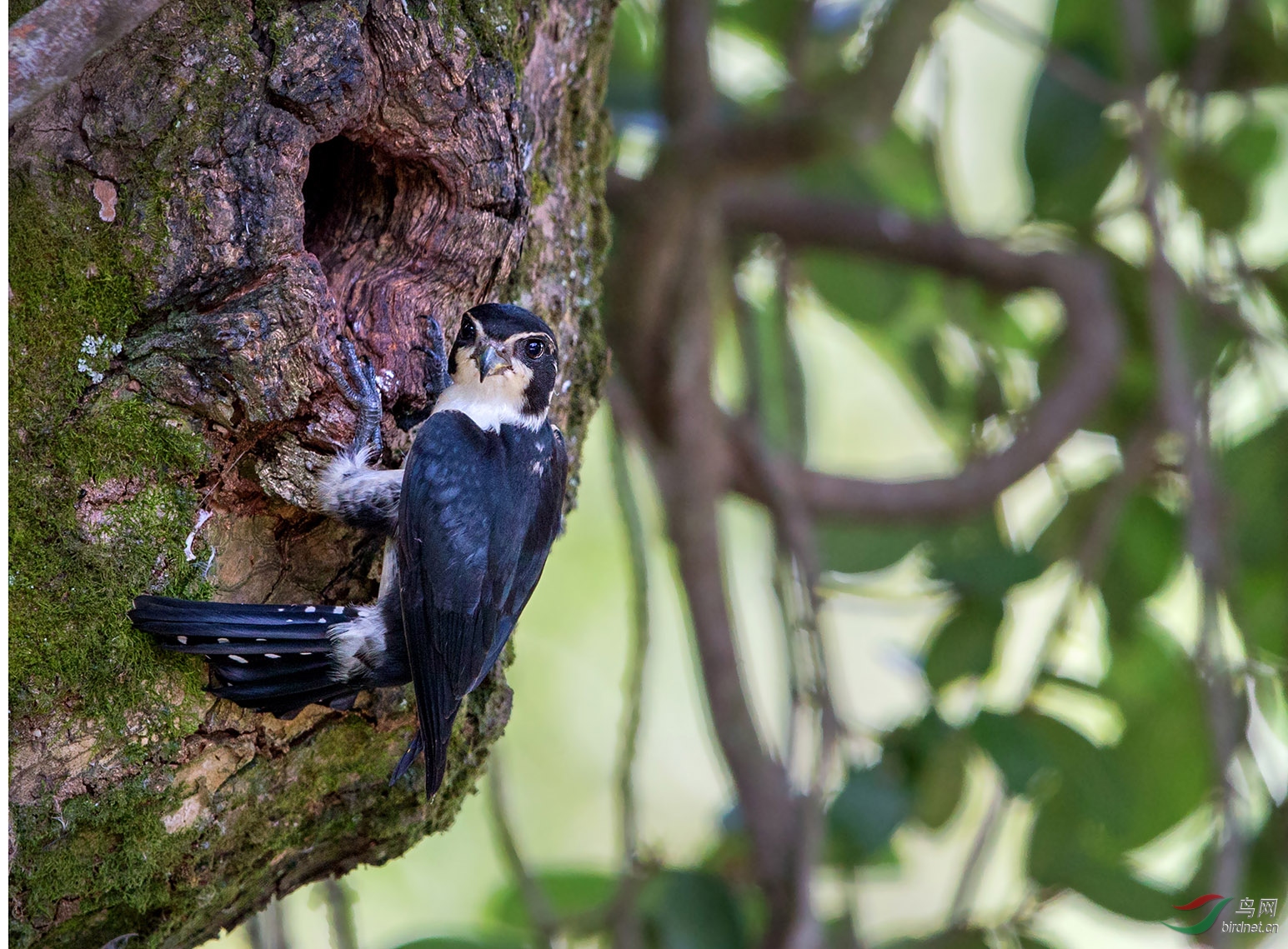 婺源是拍鸟休闲的好地方