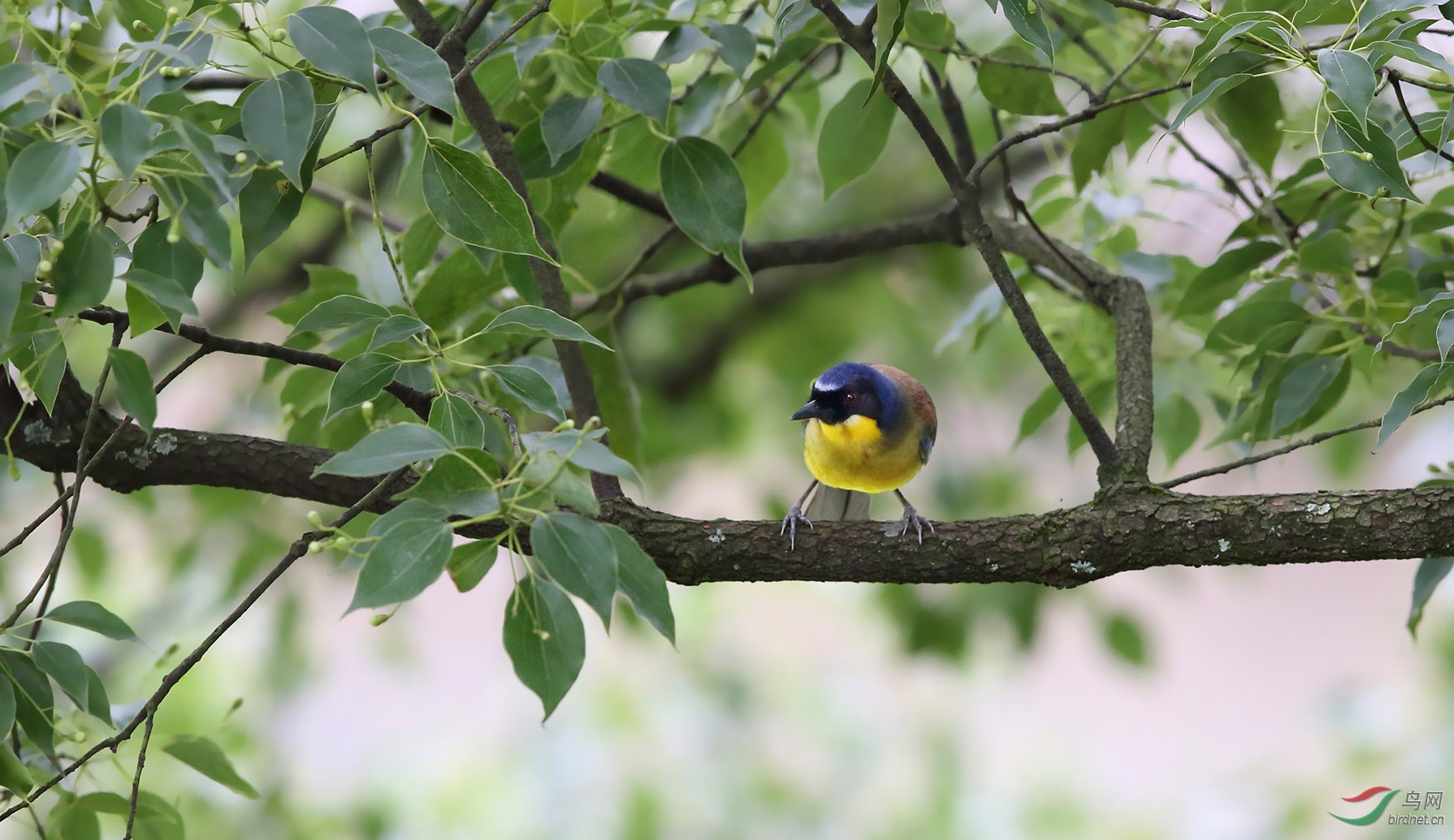 婺源是拍鸟休闲的好地方