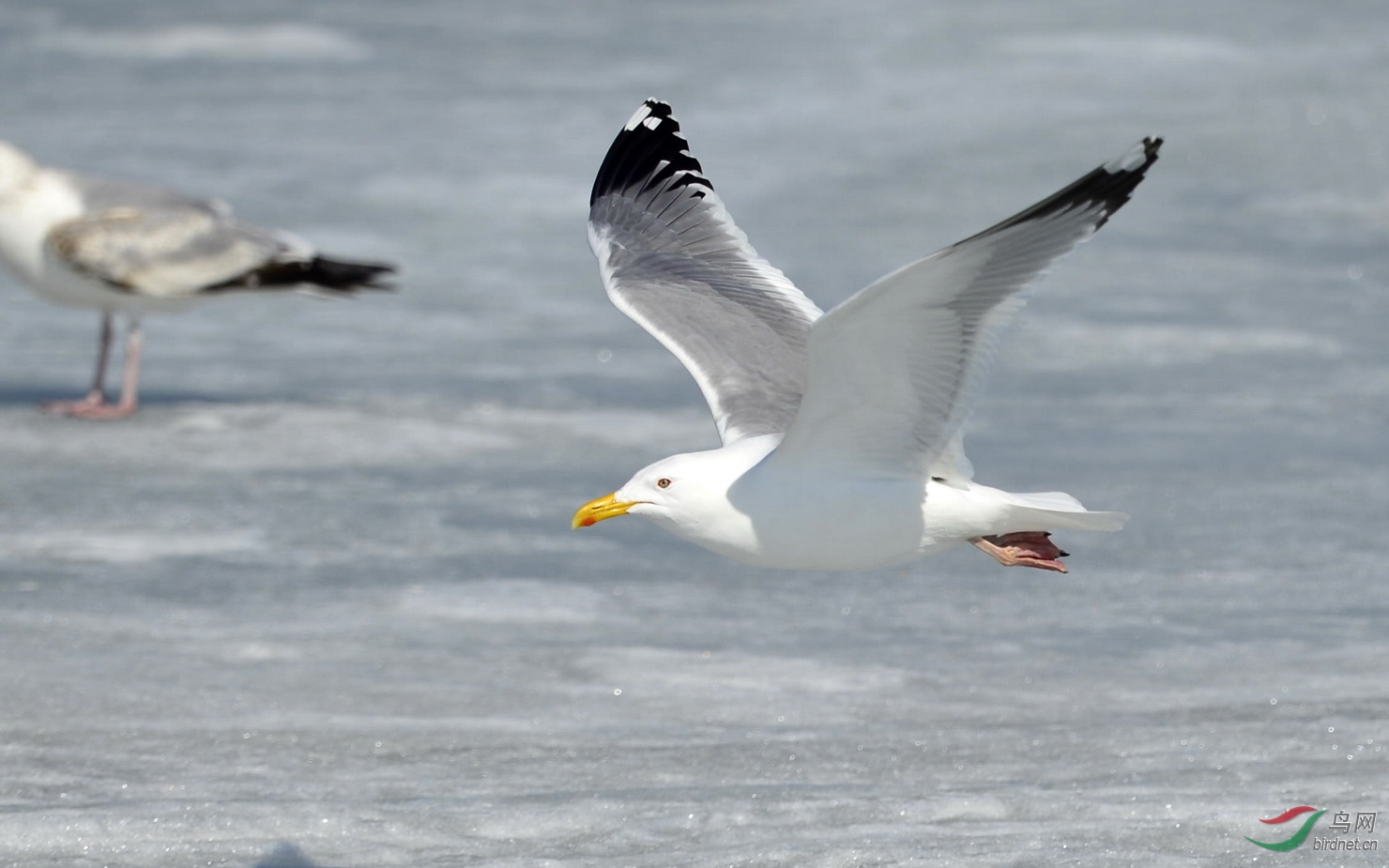 西伯利亚银鸥成鸟