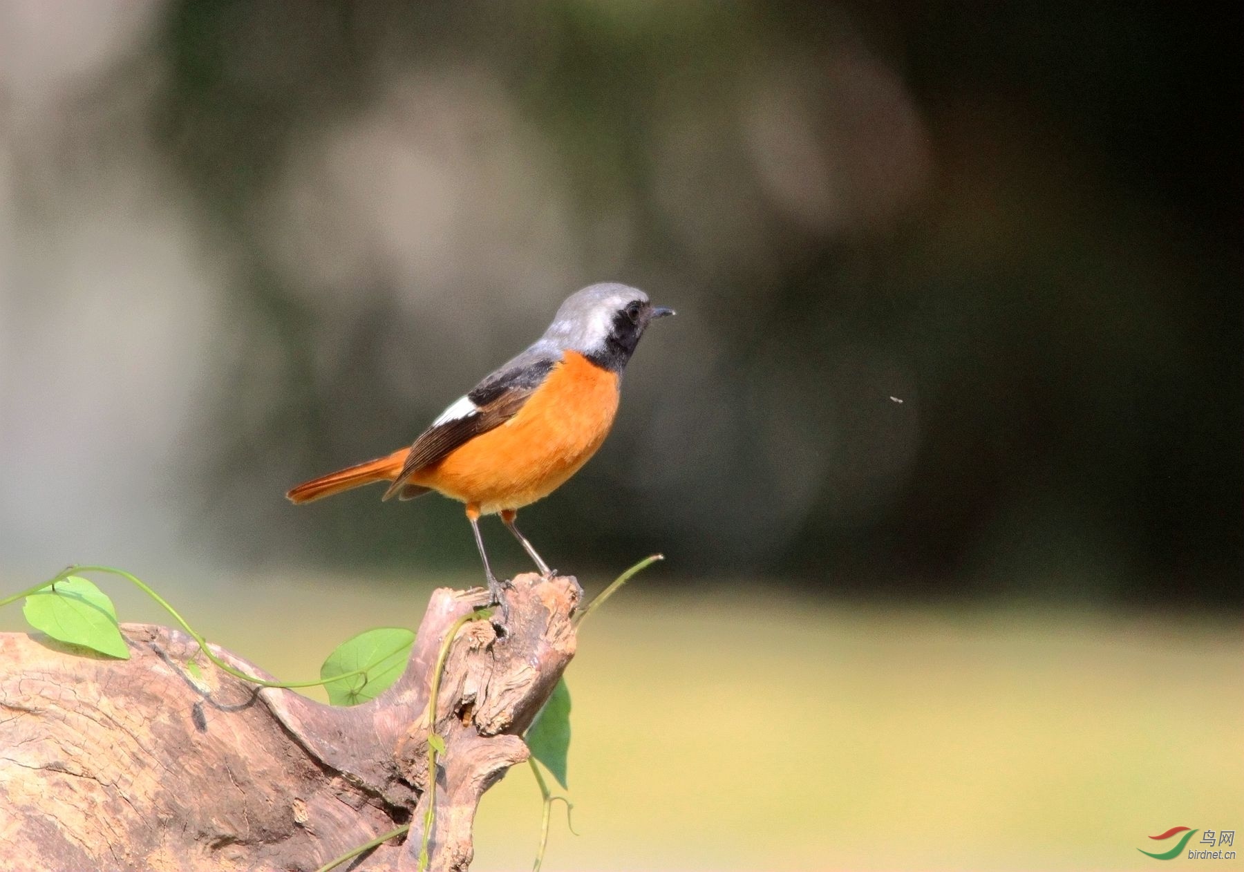 北紅尾鴝雄鳥