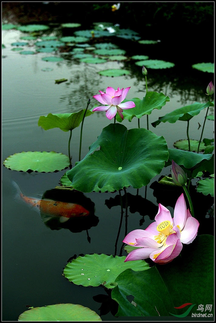 加进了白荷花和鱼