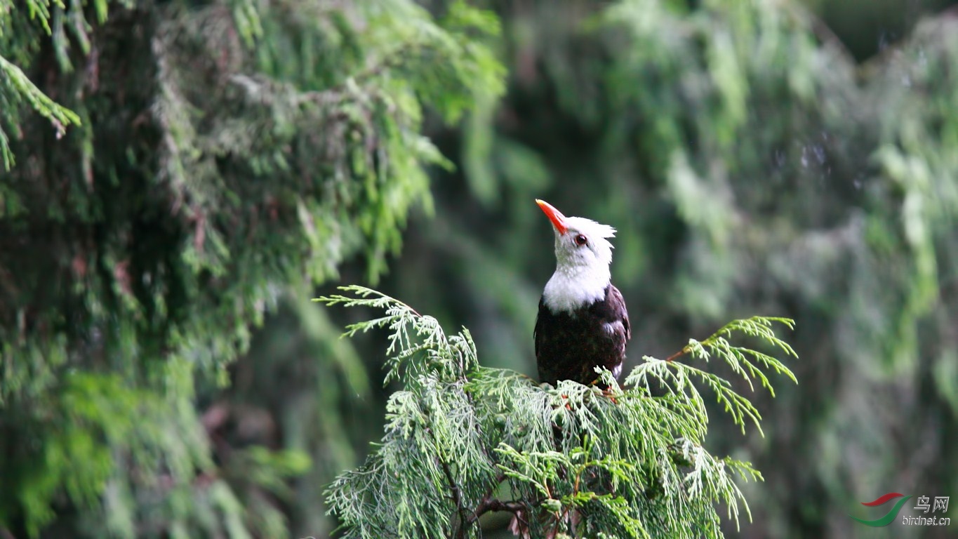它名字叫白头红嘴鹎还比较合适