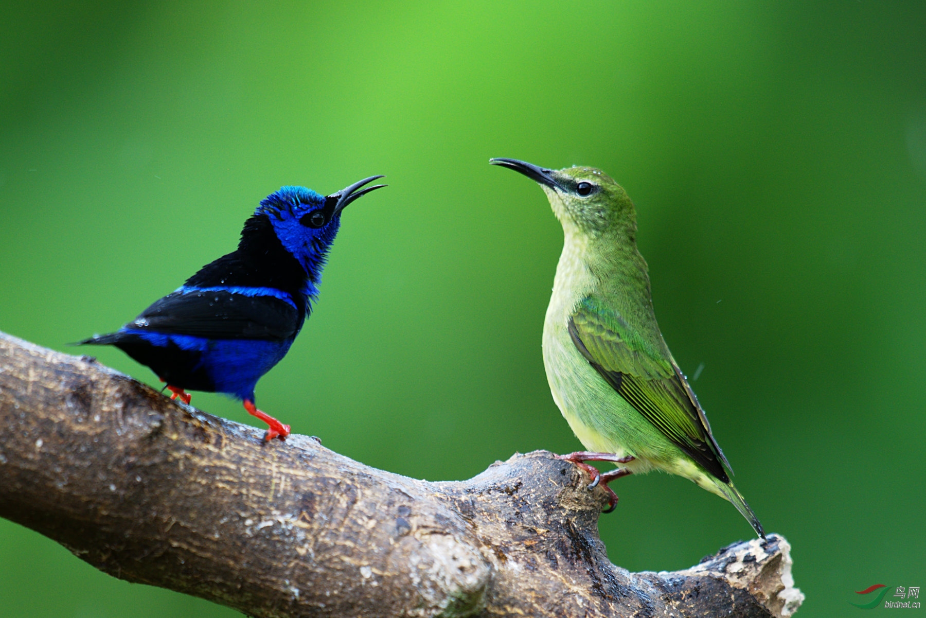 哥斯达黎加15天拍鸟3