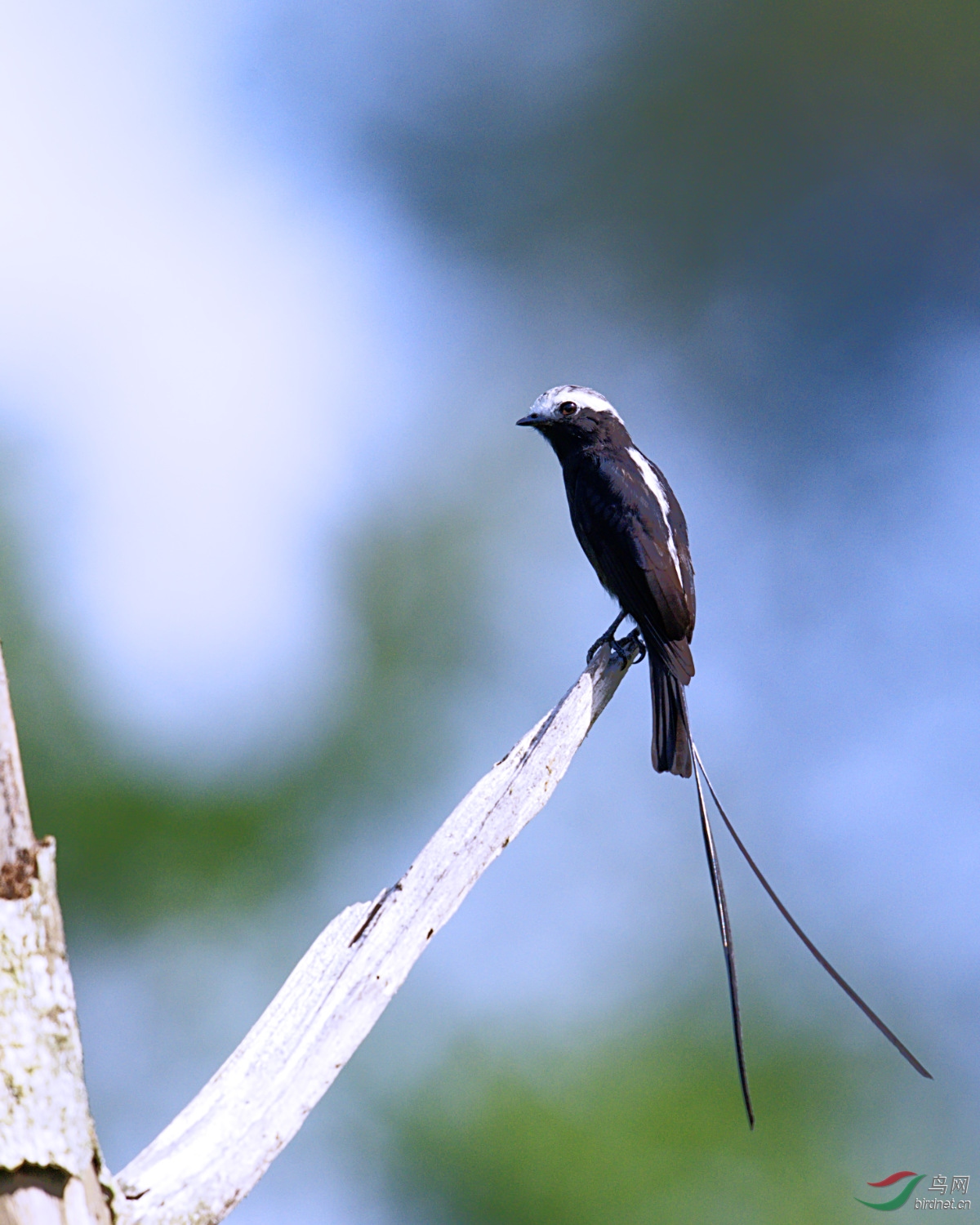 dsc_8303长尾霸鹟.jpg