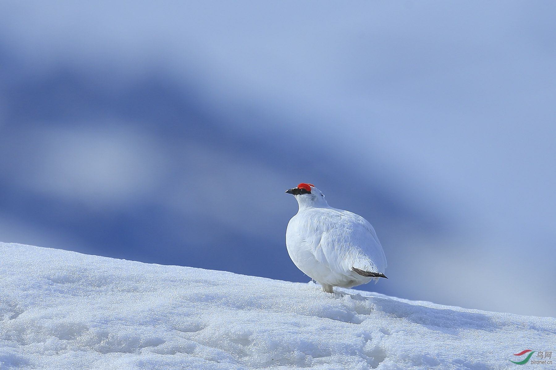 岩雷鸟雪地岩雷鸟祝贺荣获每日一图