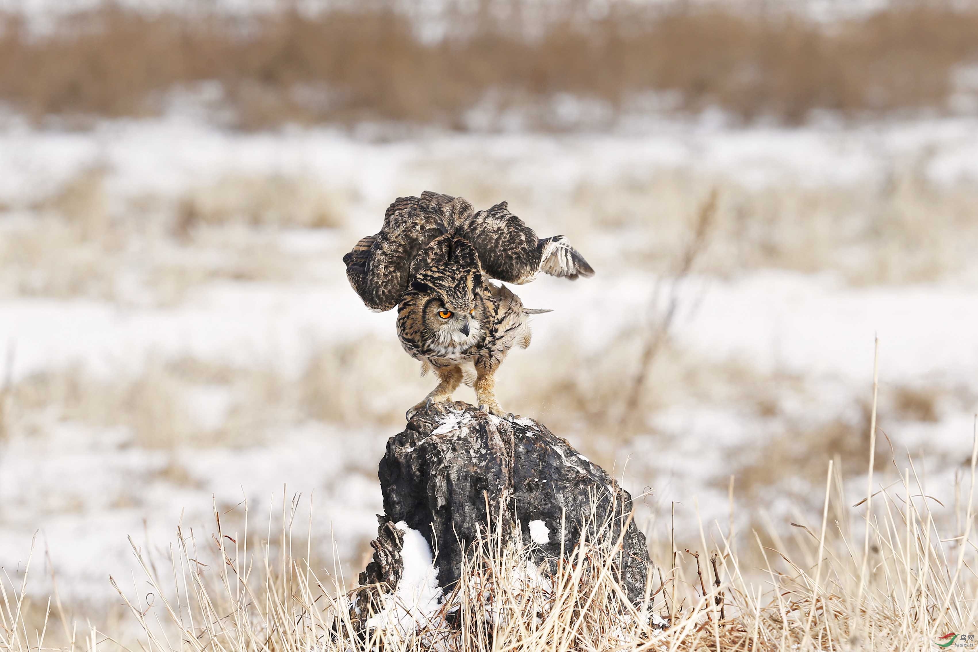 雕鸮雪原上的猫头鹰贺图一获首页精华