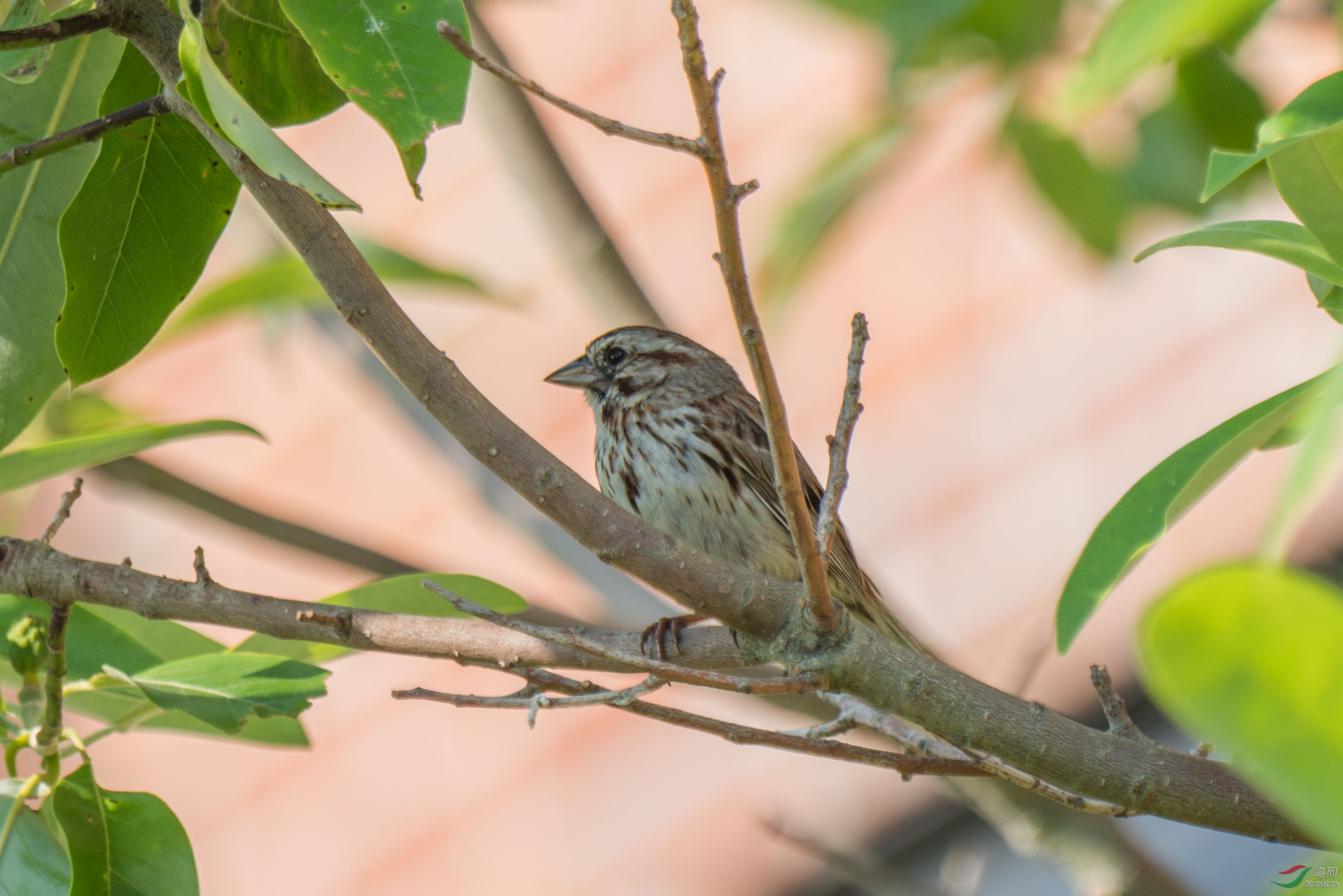 请问美洲树雀鹀是不是后面贴的这张图?