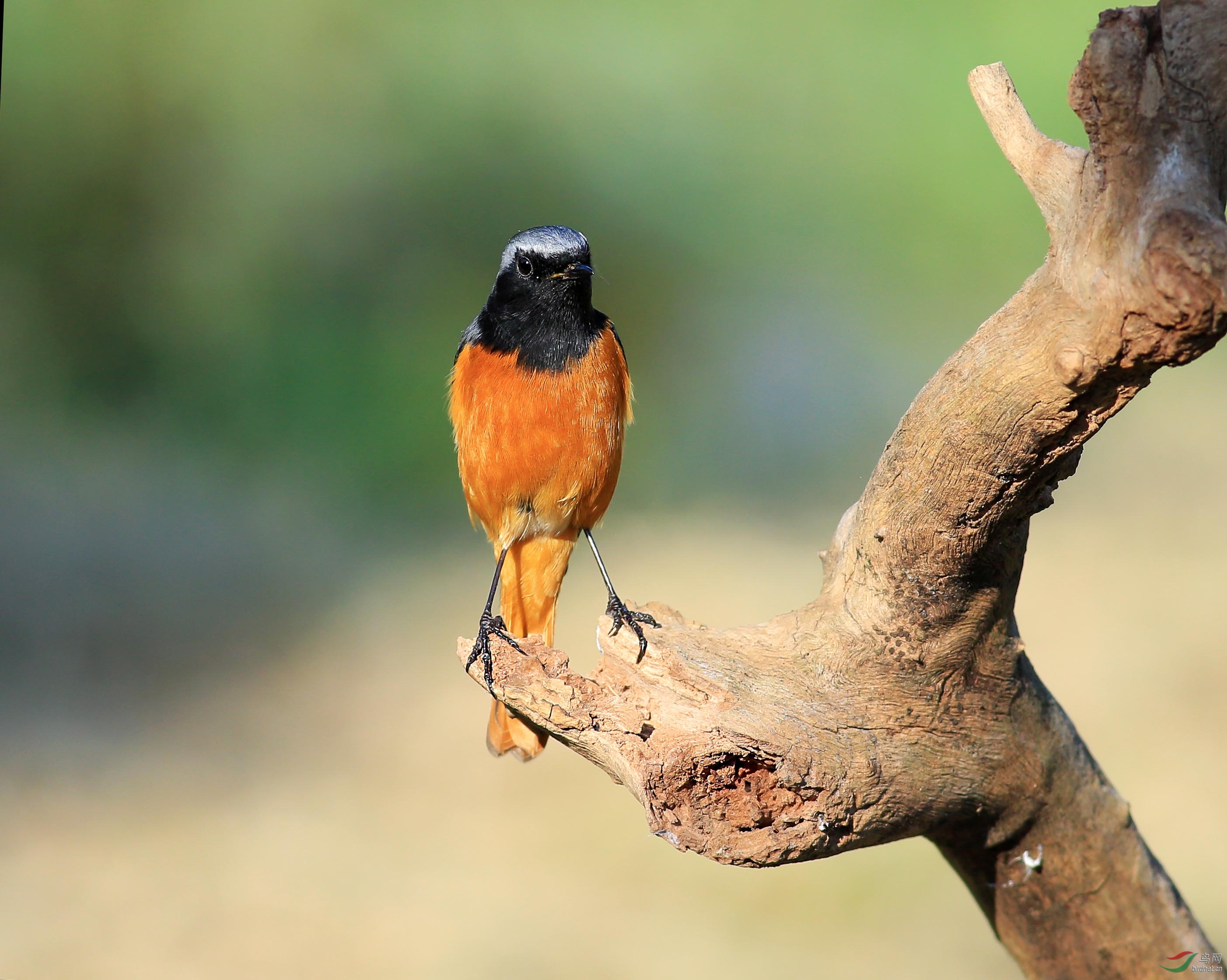 南方越冬的北红