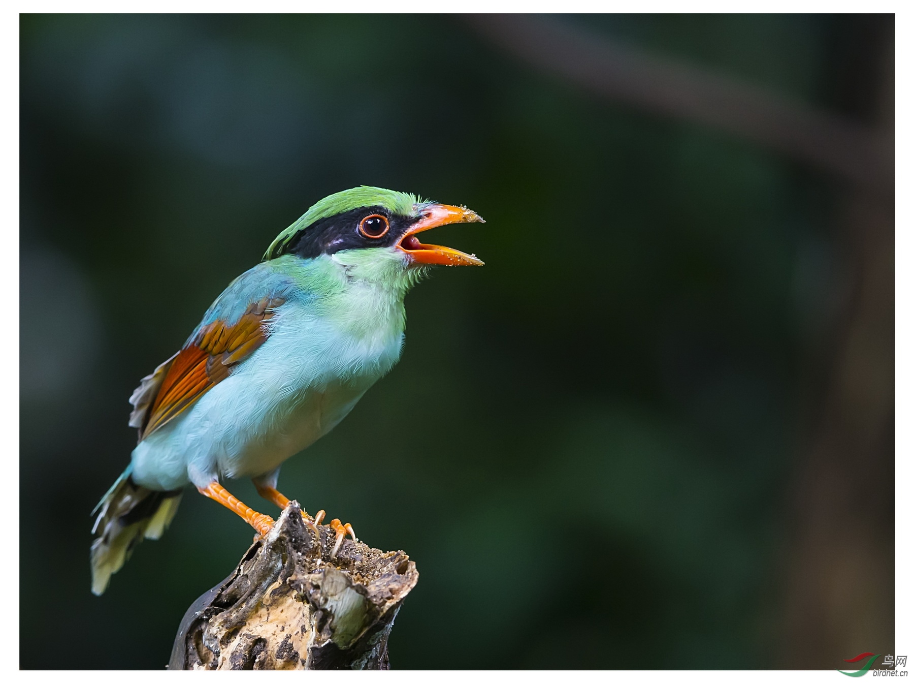 问好海南鸟友印支绿鹊亚成鸟