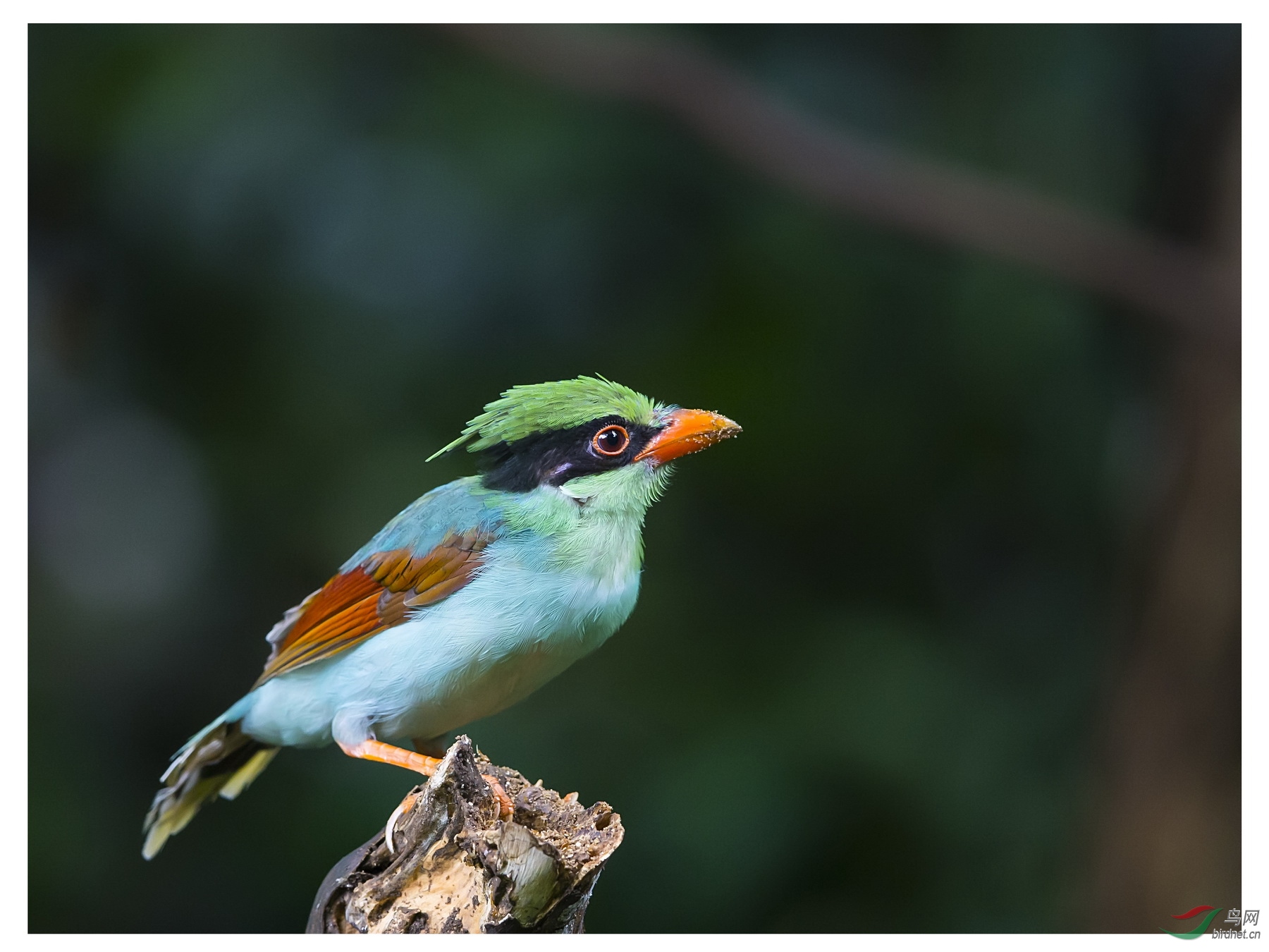 问好海南鸟友印支绿鹊亚成鸟