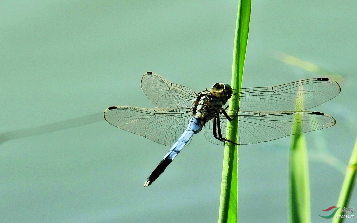 灰蜻蜓