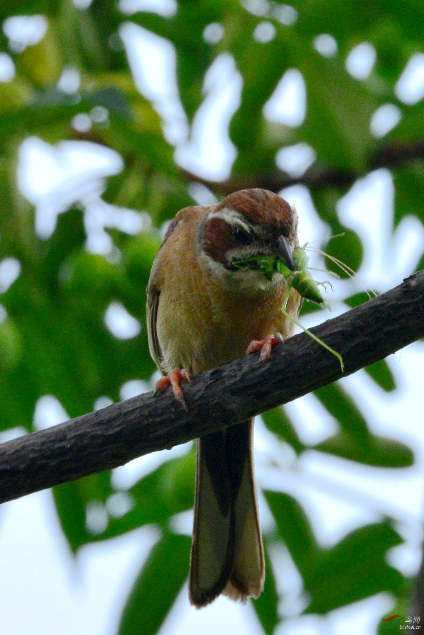 三道眉草鹀进餐
