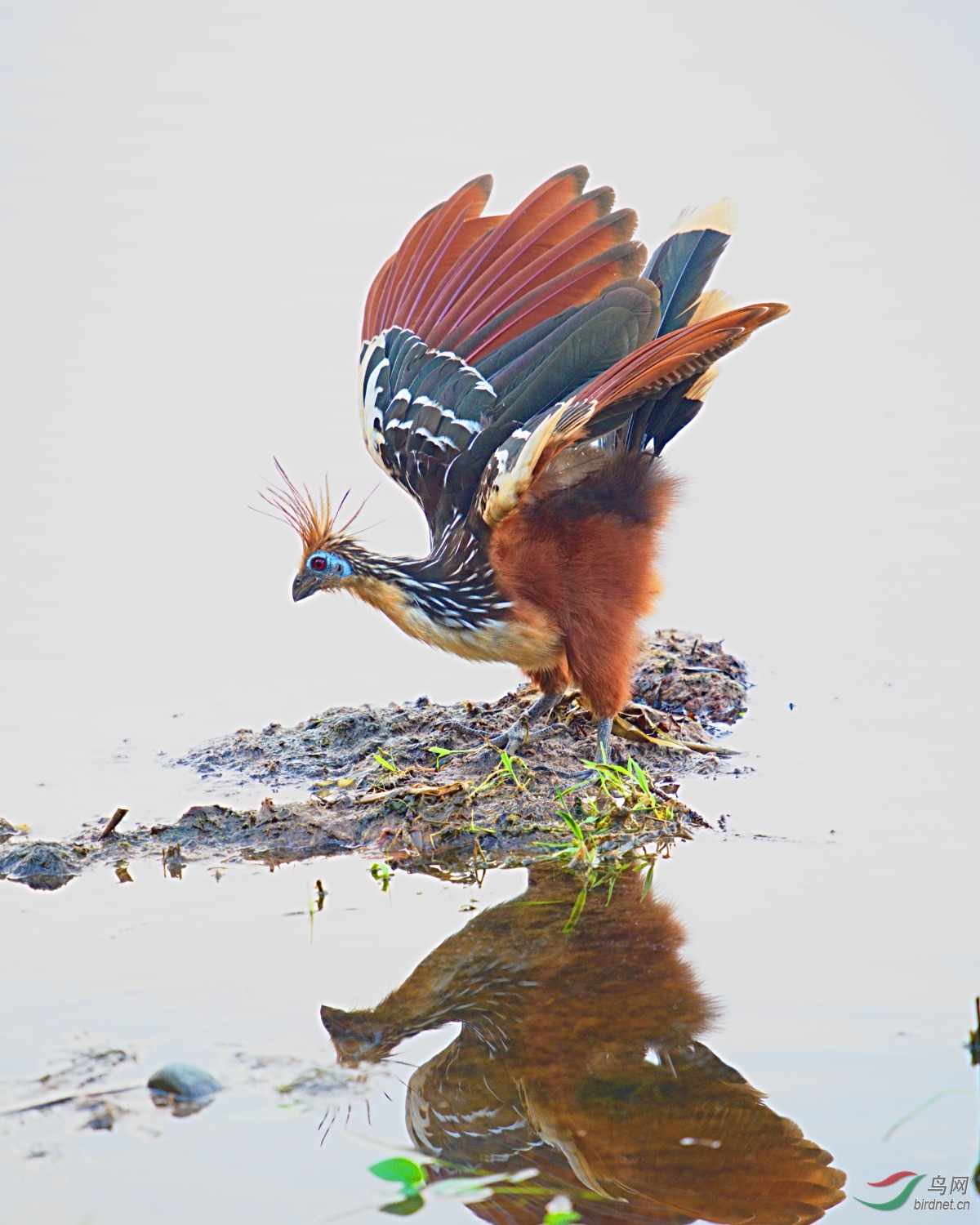 麝雉亚马逊河流域的麝雉祝贺荣获首页精华