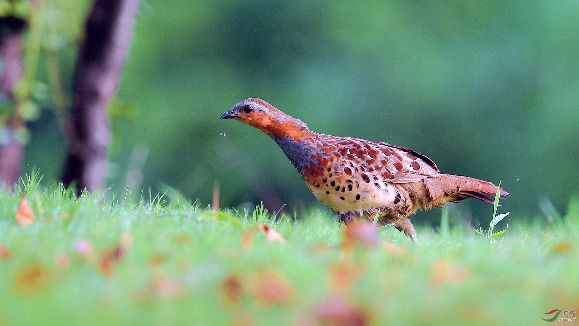 【灰胸竹鸡】新周快乐