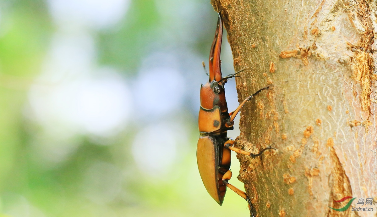 褐黄前锹甲俗名大钳子