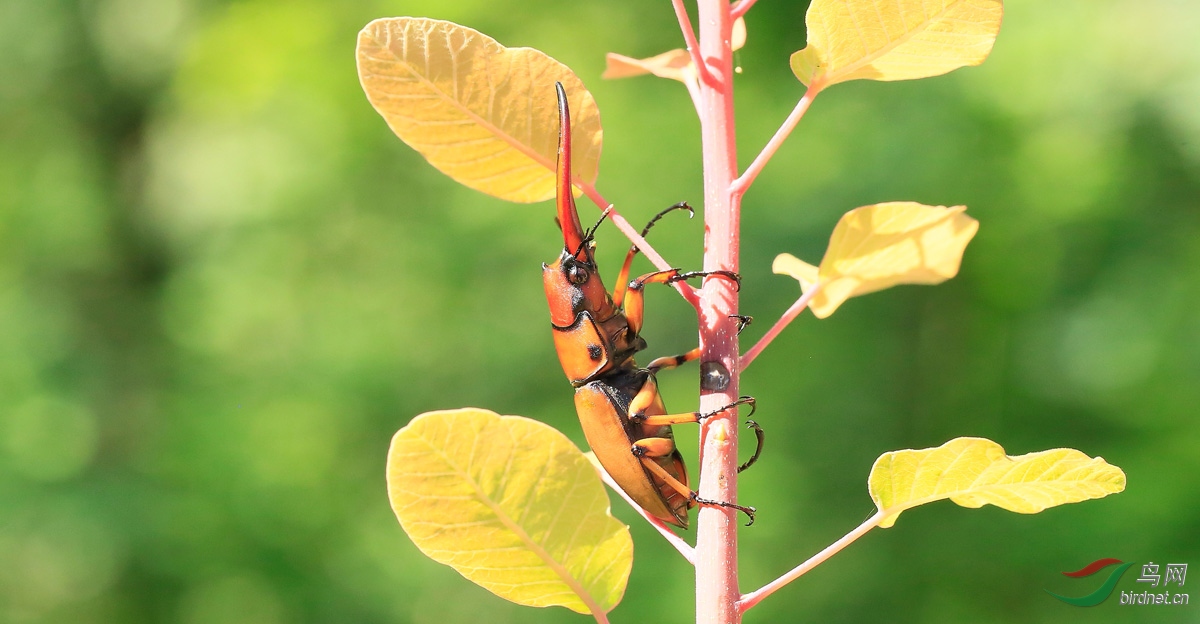 褐黄前锹甲俗名大钳子