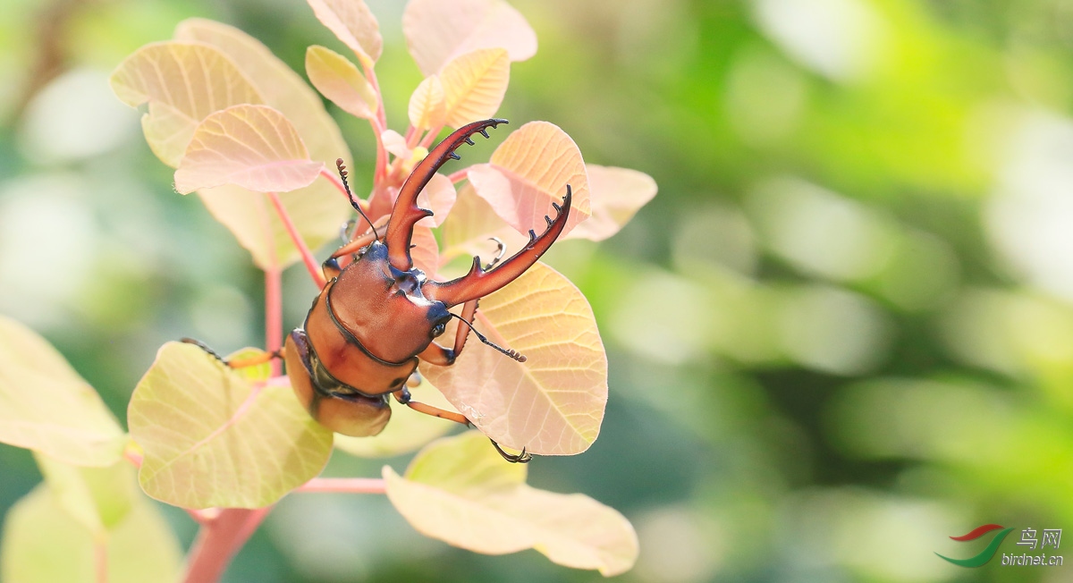 褐黄前锹甲俗名大钳子