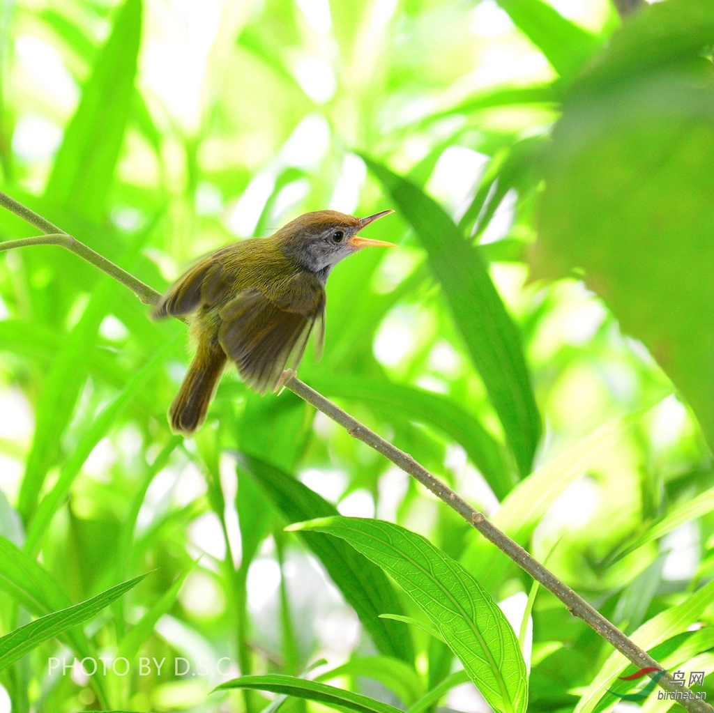 长尾缝叶莺喂雏鸟