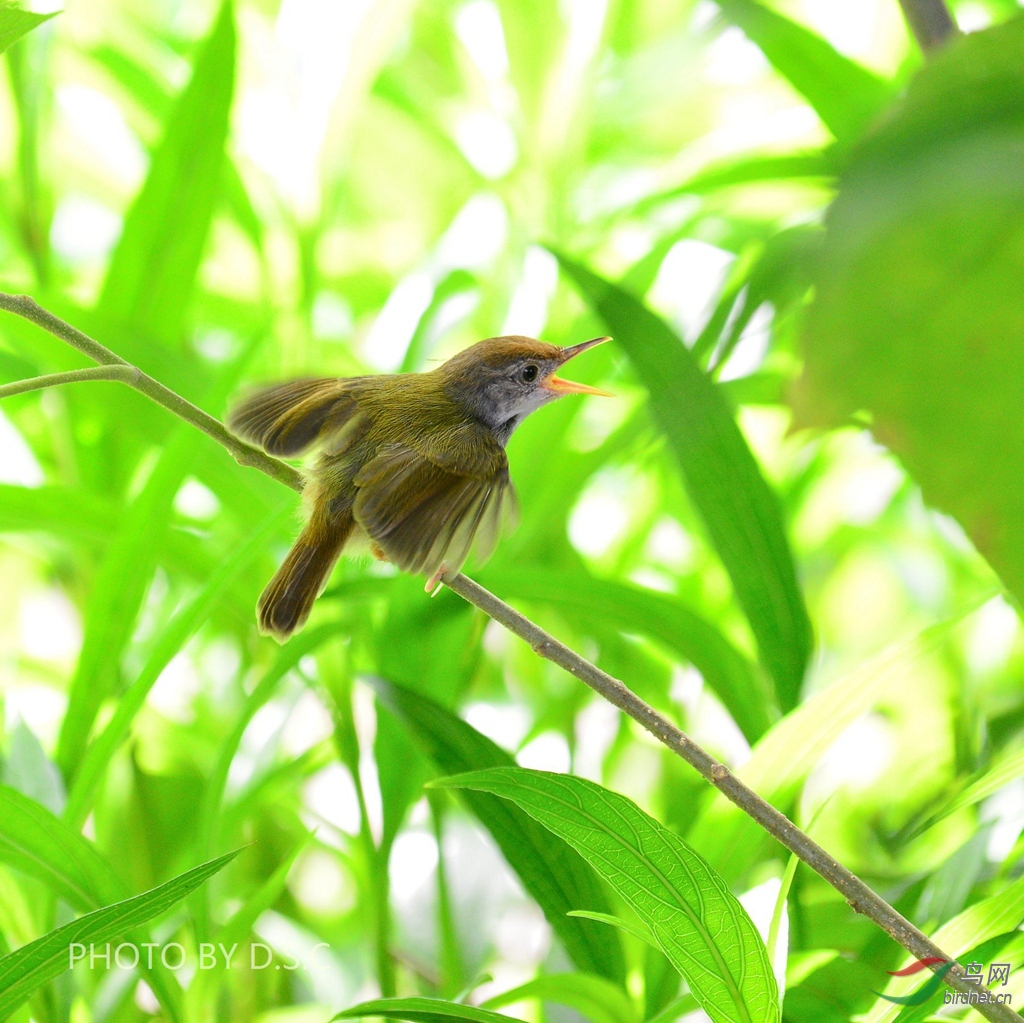 长尾缝叶莺喂雏鸟