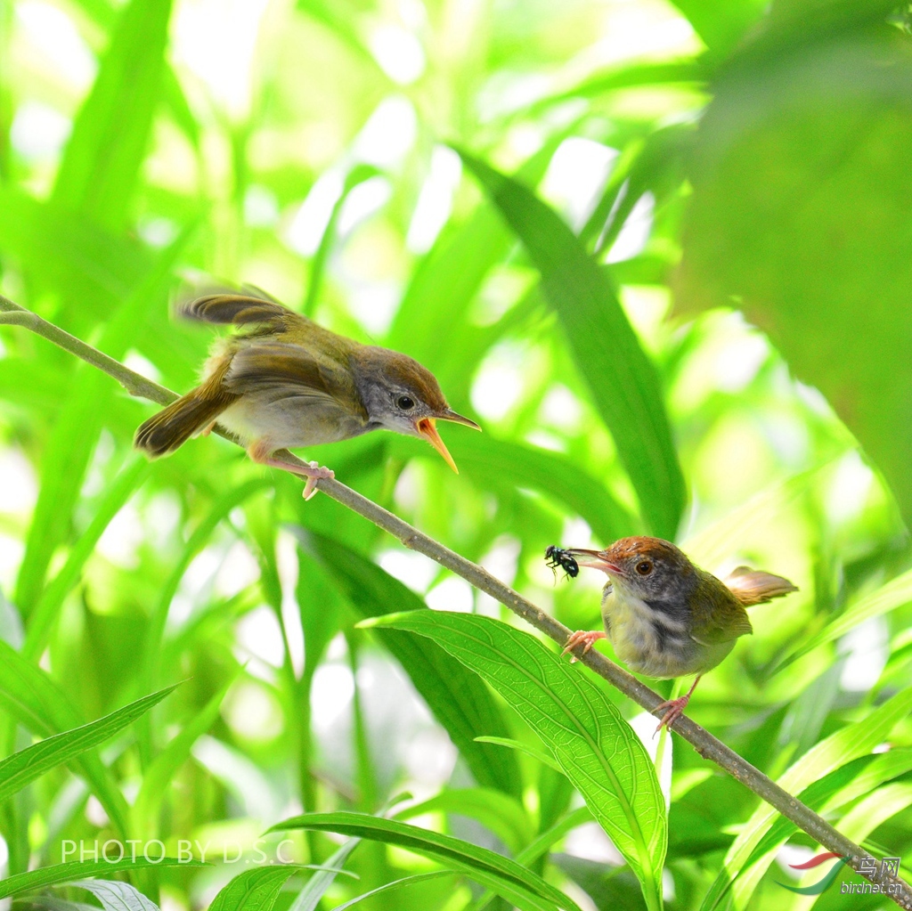 长尾缝叶莺喂雏鸟
