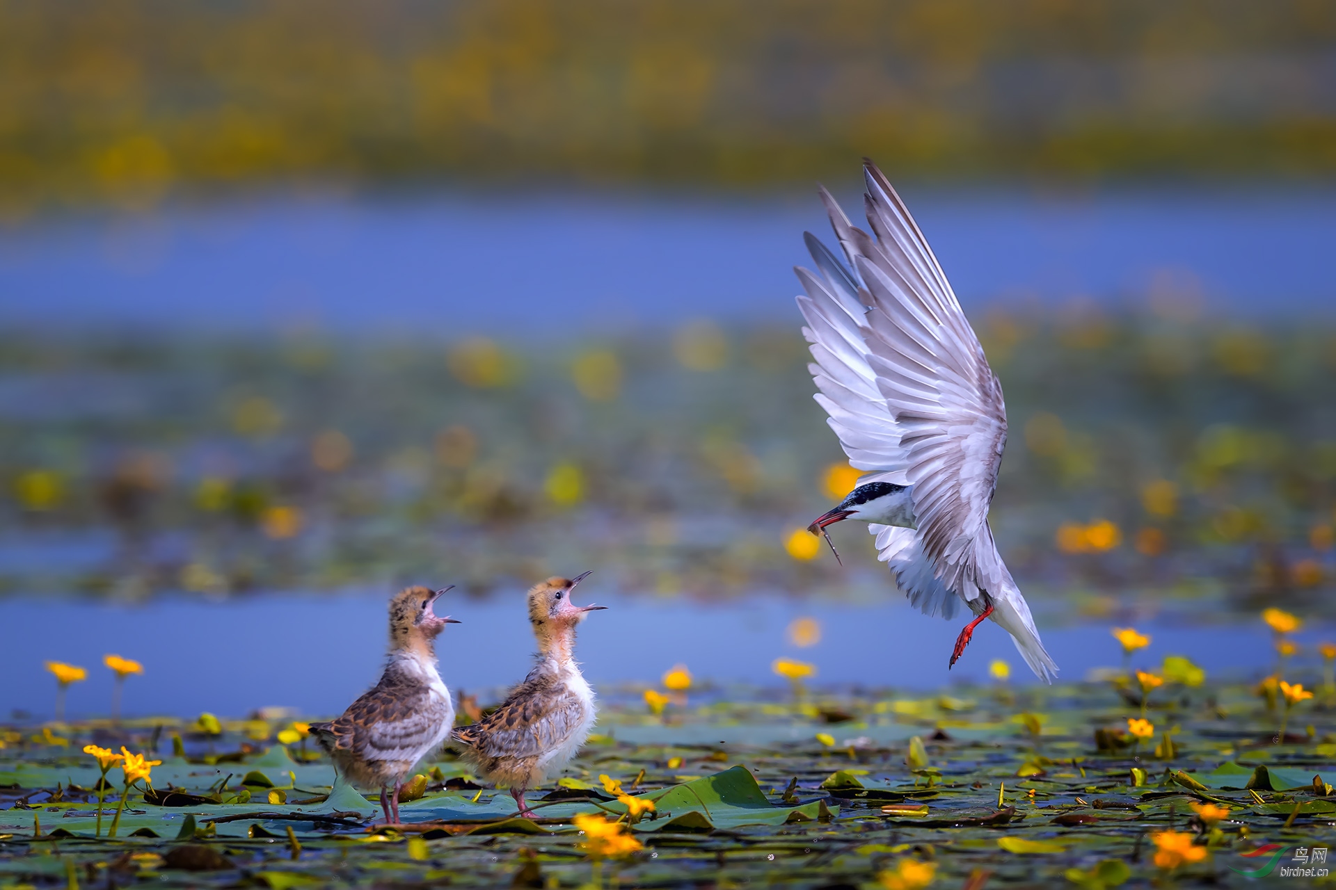 一湖鸥鹭一湖花