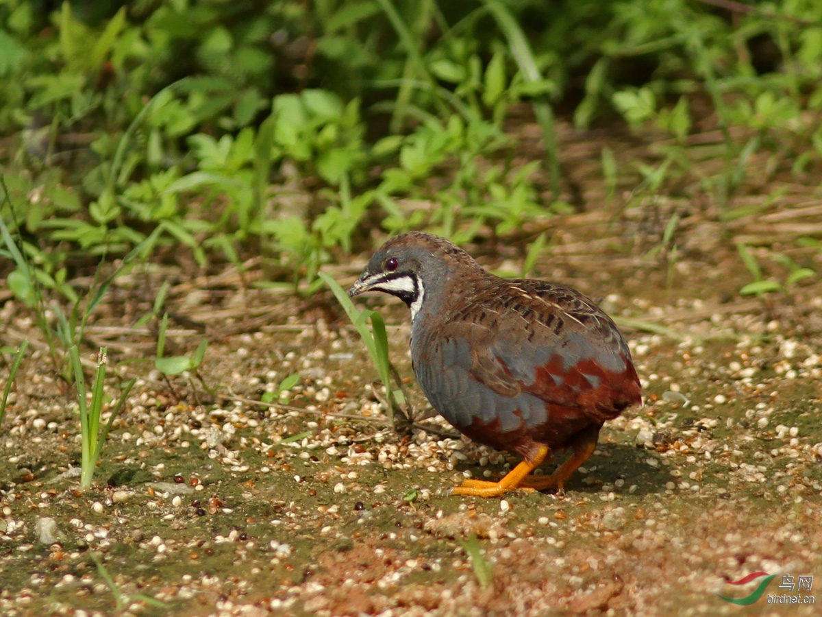 藍胸鶉雄鳥