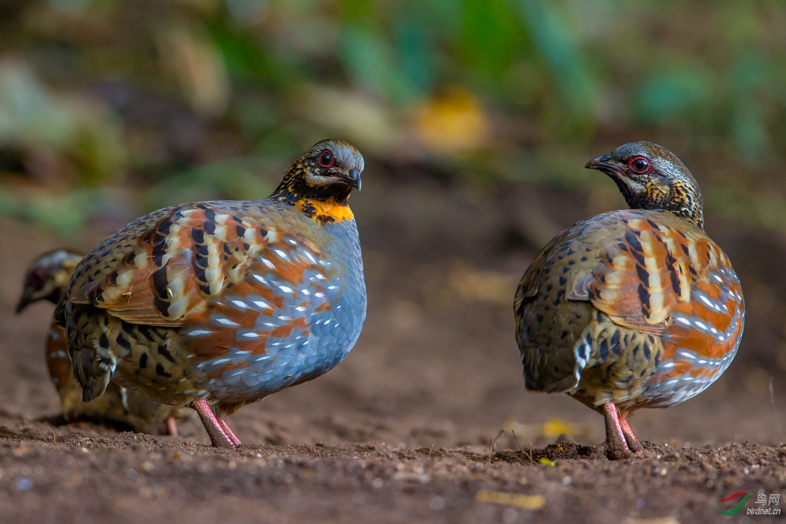 《中国濒危动物红皮书·鸟类》中被列为稀有动物