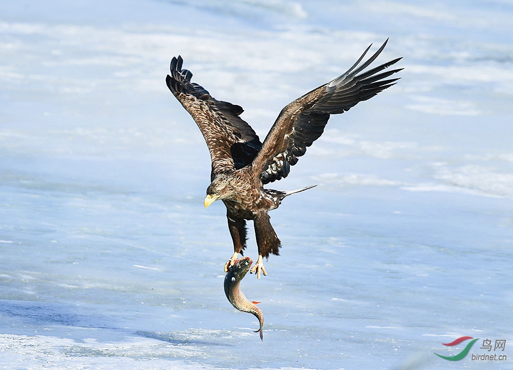 海雕捕鱼图