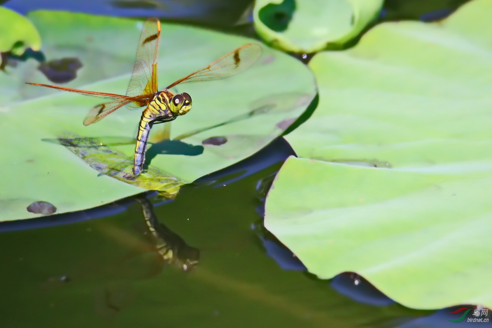 记录蜻蜓水中产卵