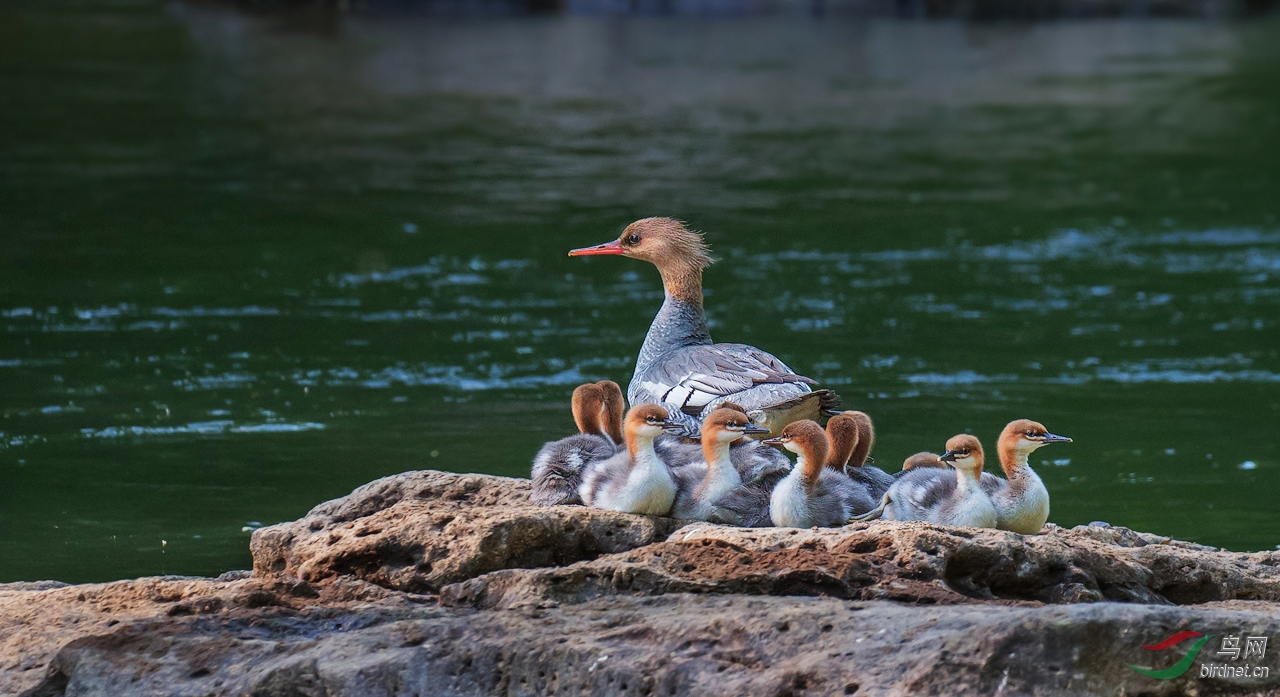 (中华秋沙鸭)中华秋沙鸭的大家庭(一)(~贺首页精华~)