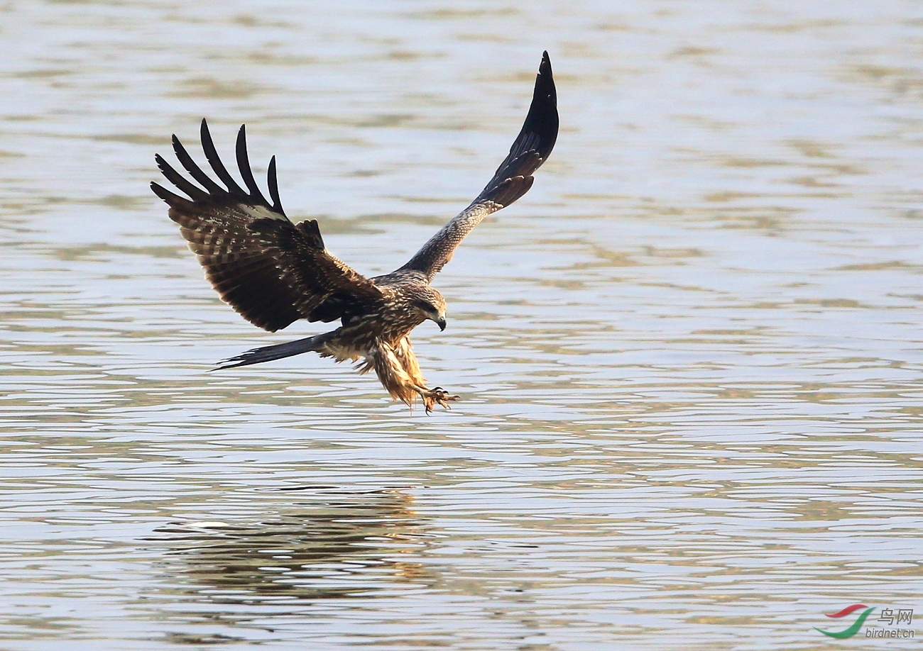 复件 imgl4697捕鱼时的精彩瞬间.jpg