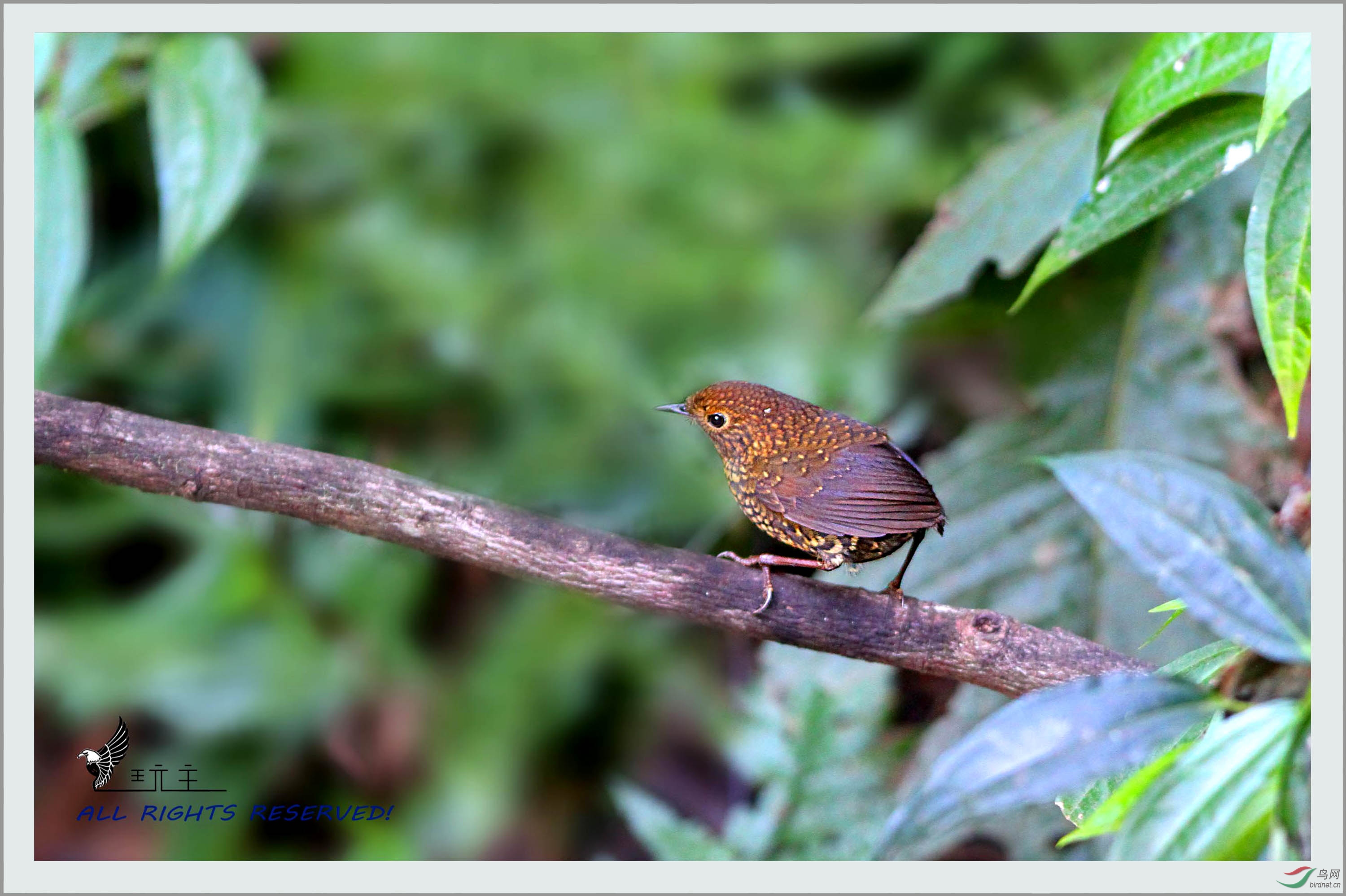 秃尾巴小麟雄鹪鹩