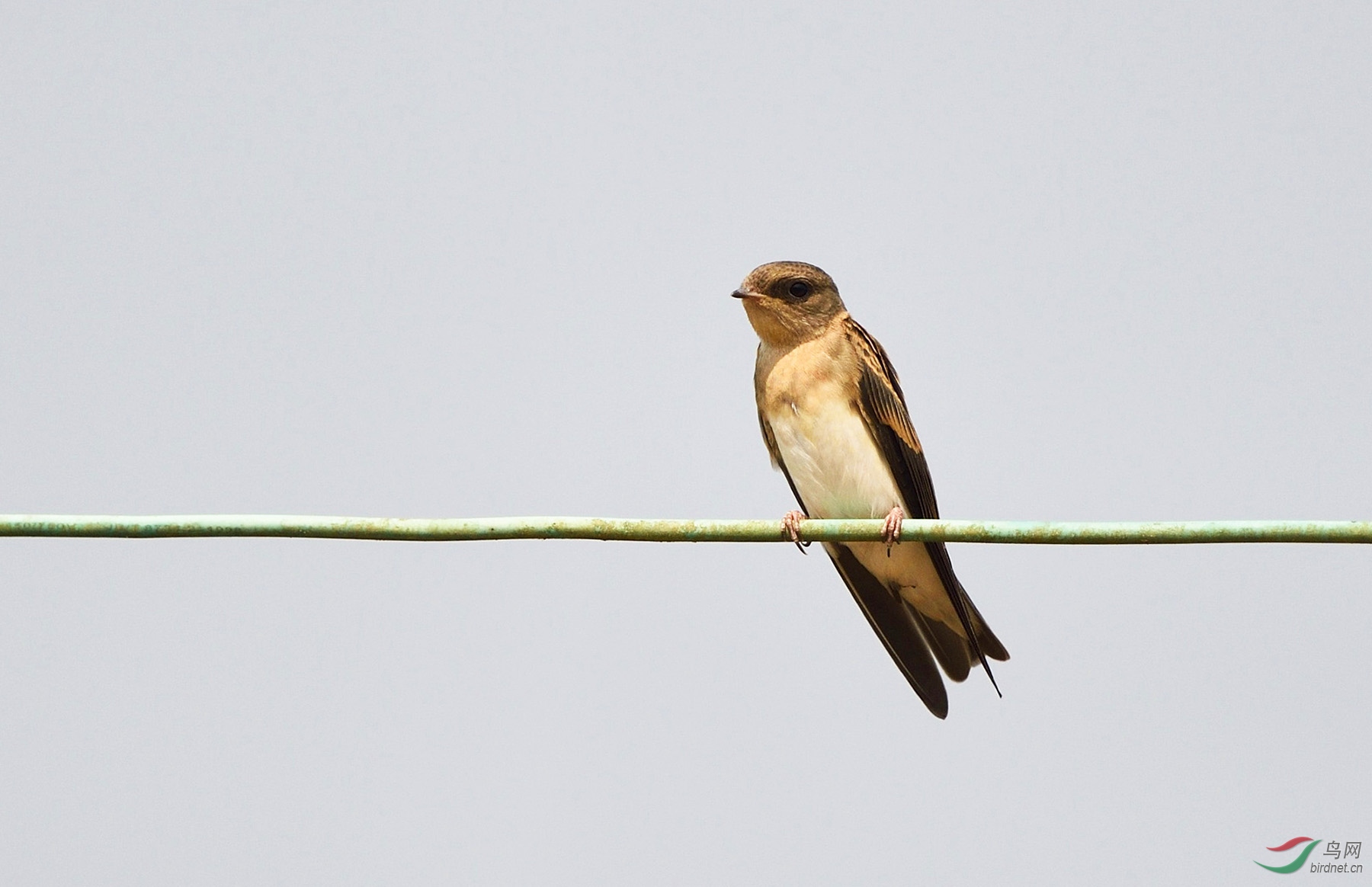 褐喉沙燕