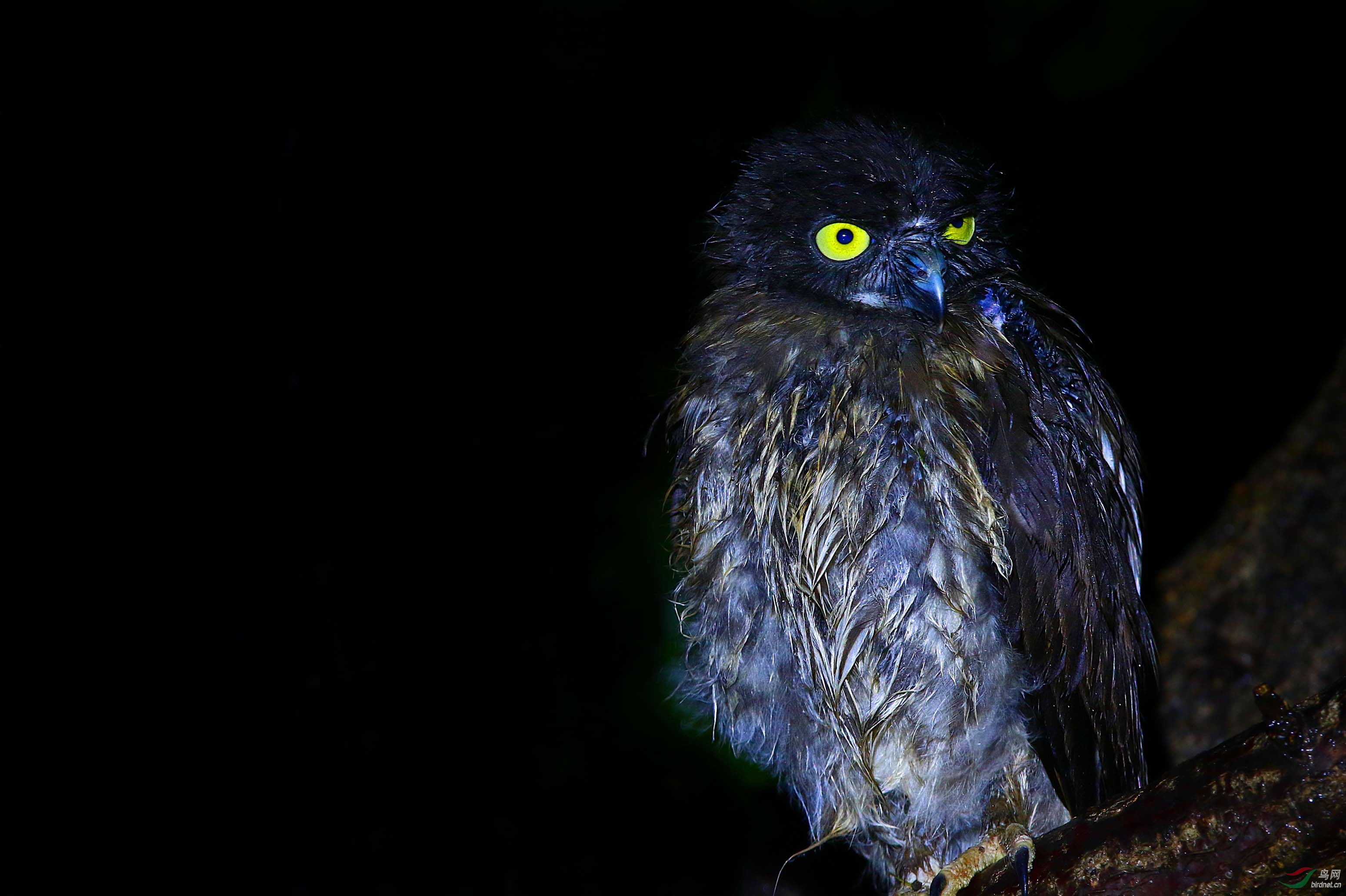 夜拍鹰鸮