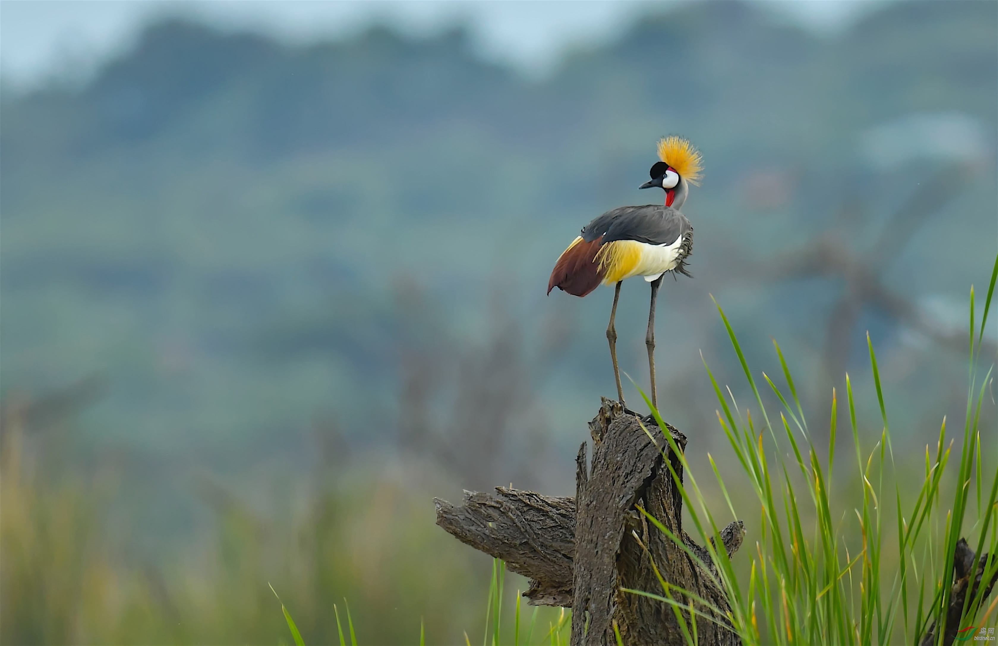 (灰冕鹤)高贵!(贺图1获首页精华)