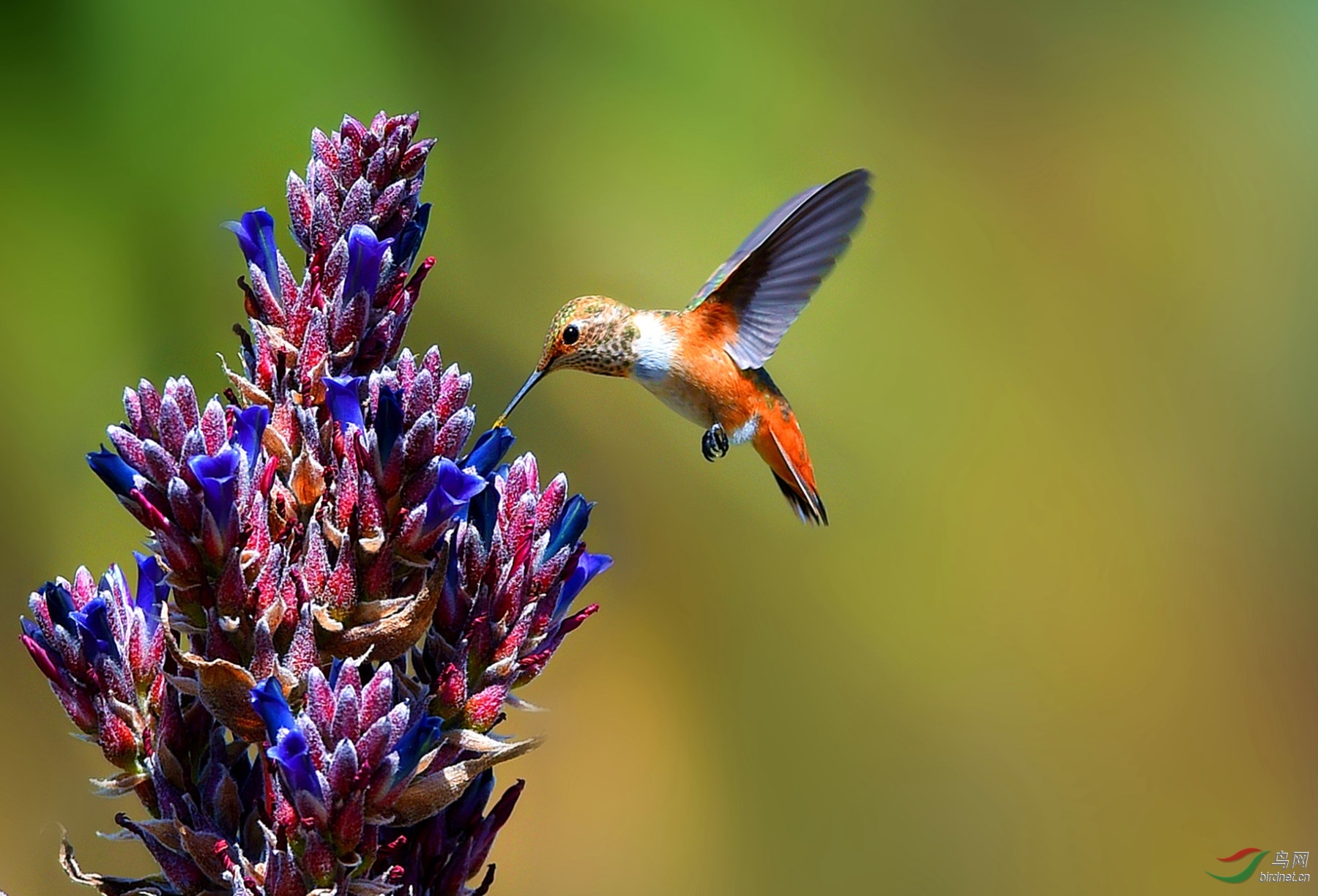 宽尾煌蜂鸟宽尾煌蜂鸟贺图获首页每日精华