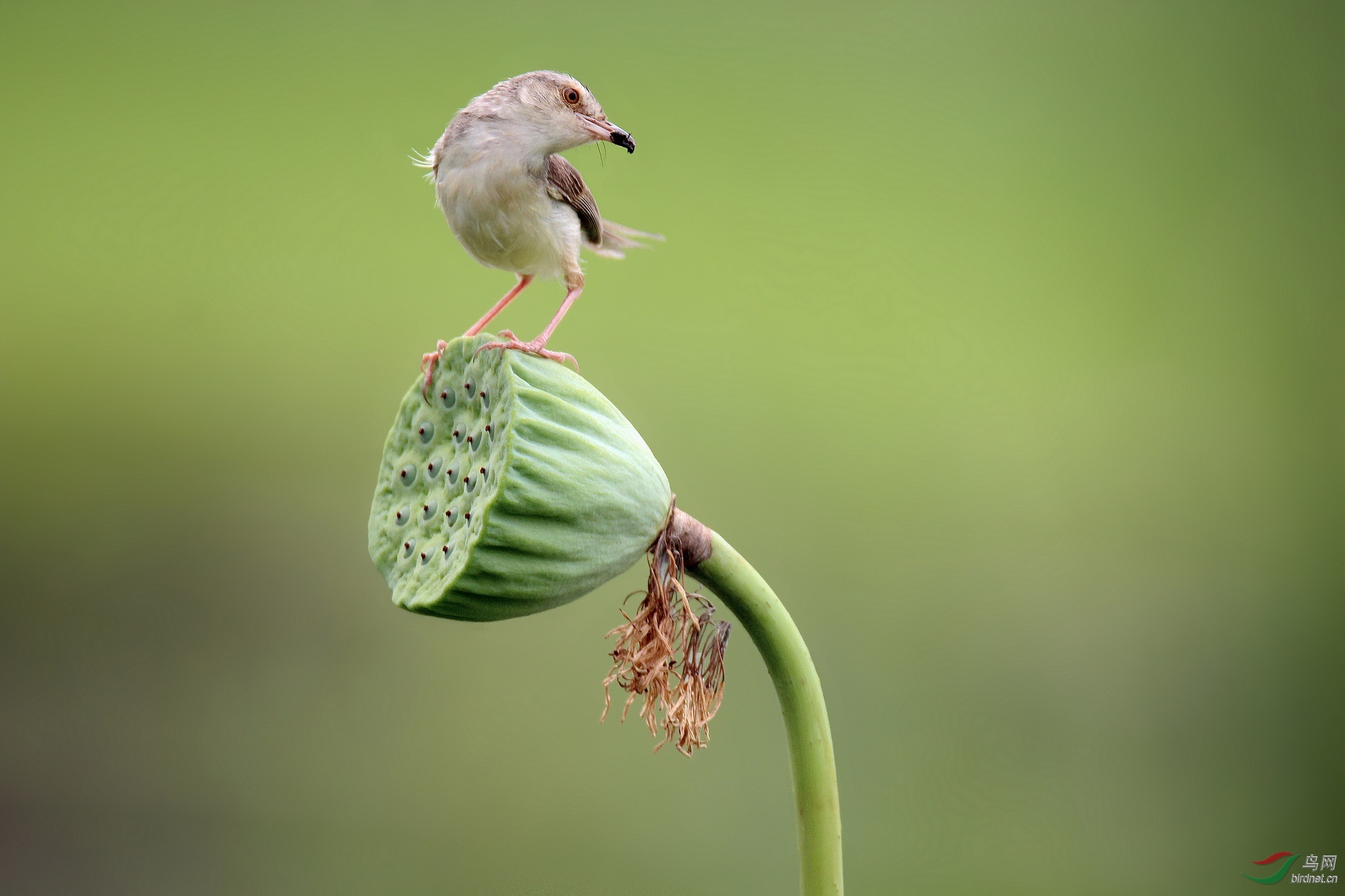 藕莲蓬上的褐头鹪莺