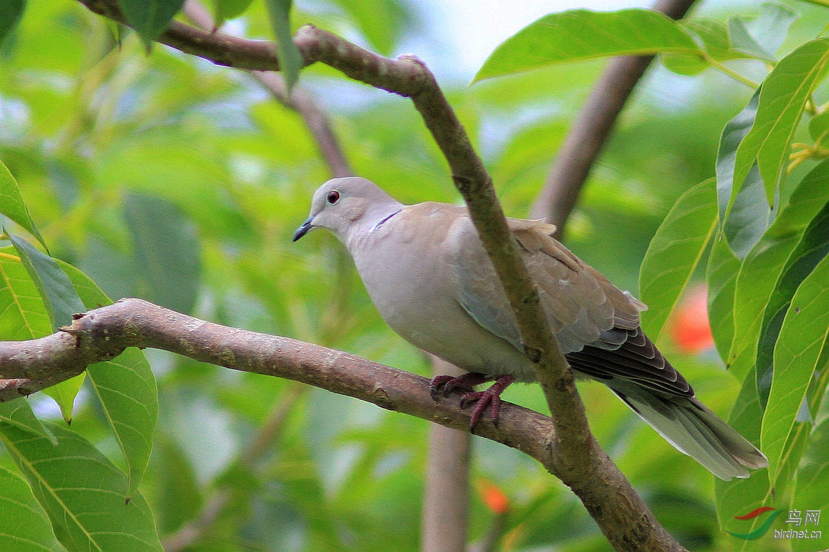 樹上的灰斑鳩