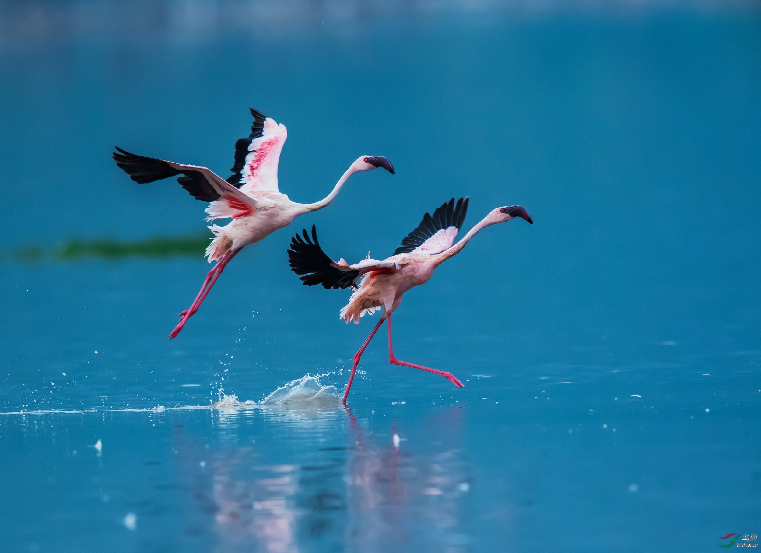 小红鹳伴舞荣获首页精华