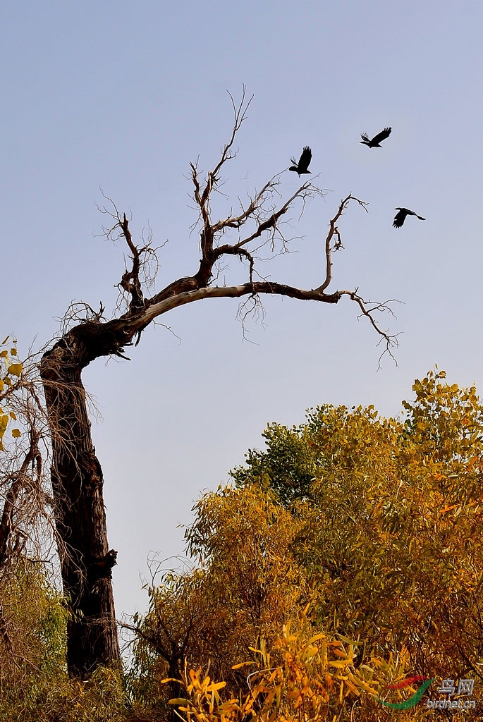 胡杨枯木老鸦