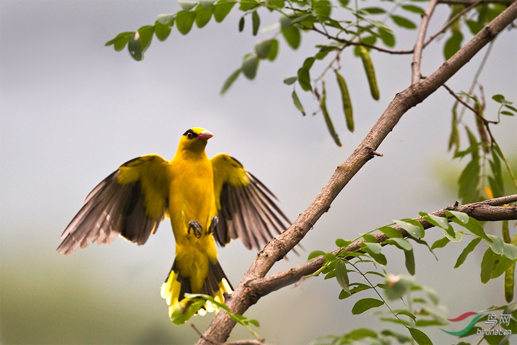 树上飞来黄鹂鸟