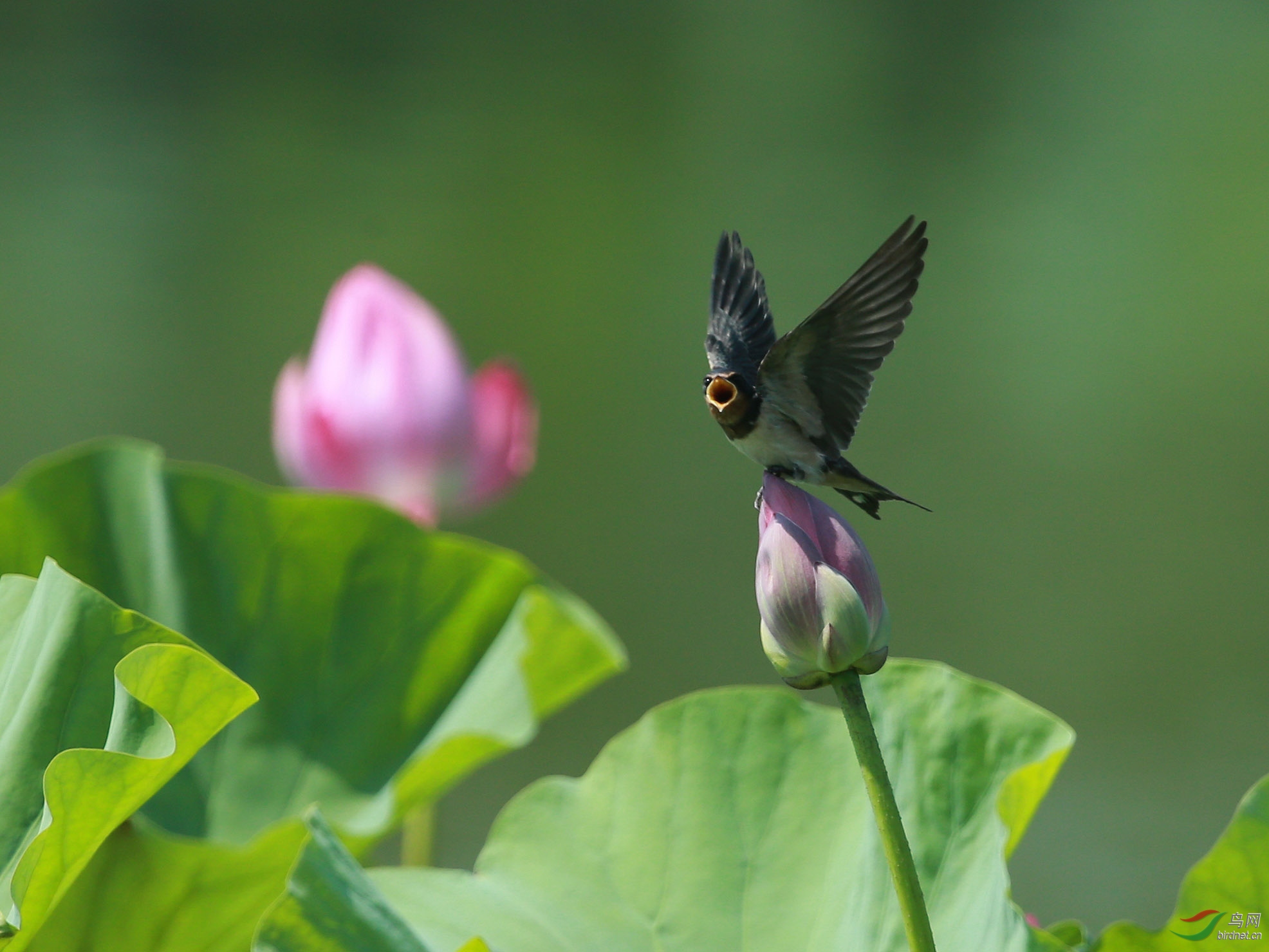雨燕嗷嗷待脯(20)——北京的北海公园 - 林鸟版 鸟网