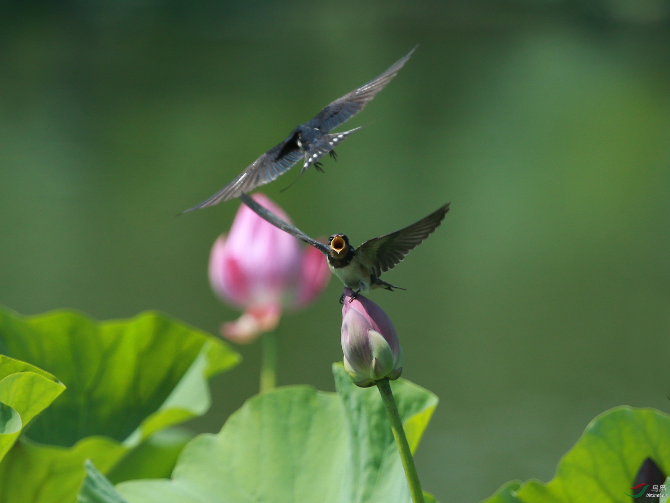 雨燕嗷嗷待脯(20)——北京的北海公园