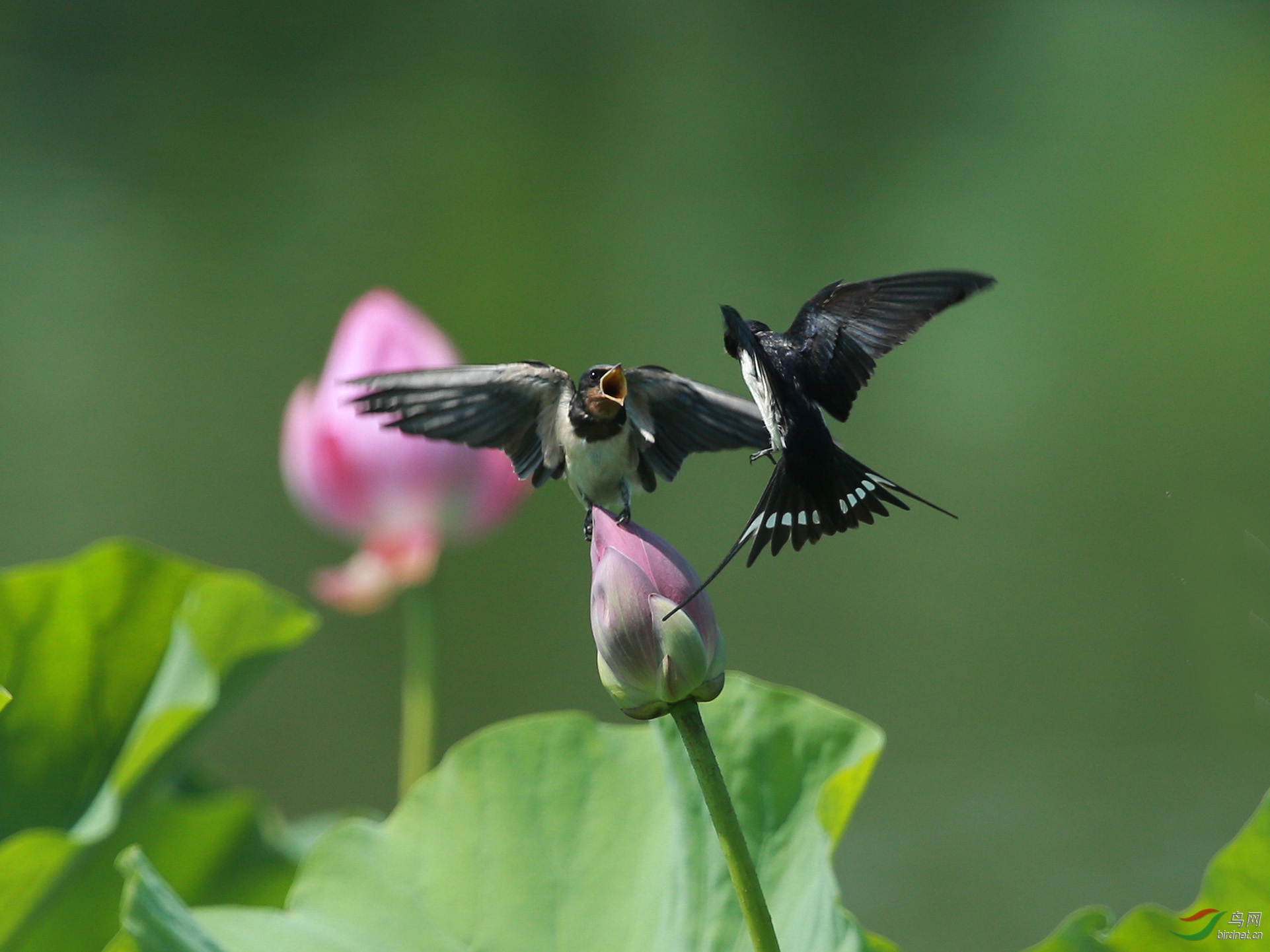 雨燕嗷嗷待脯(20)——北京的北海公园 - 林鸟版 鸟网