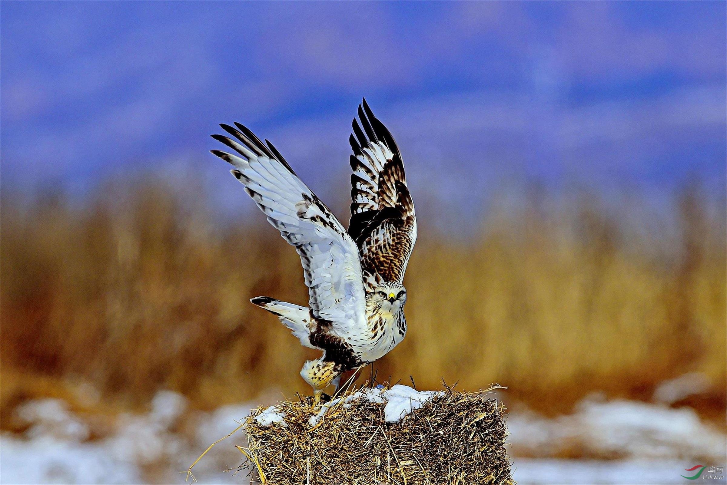 毛脚鵟展翅欲飞