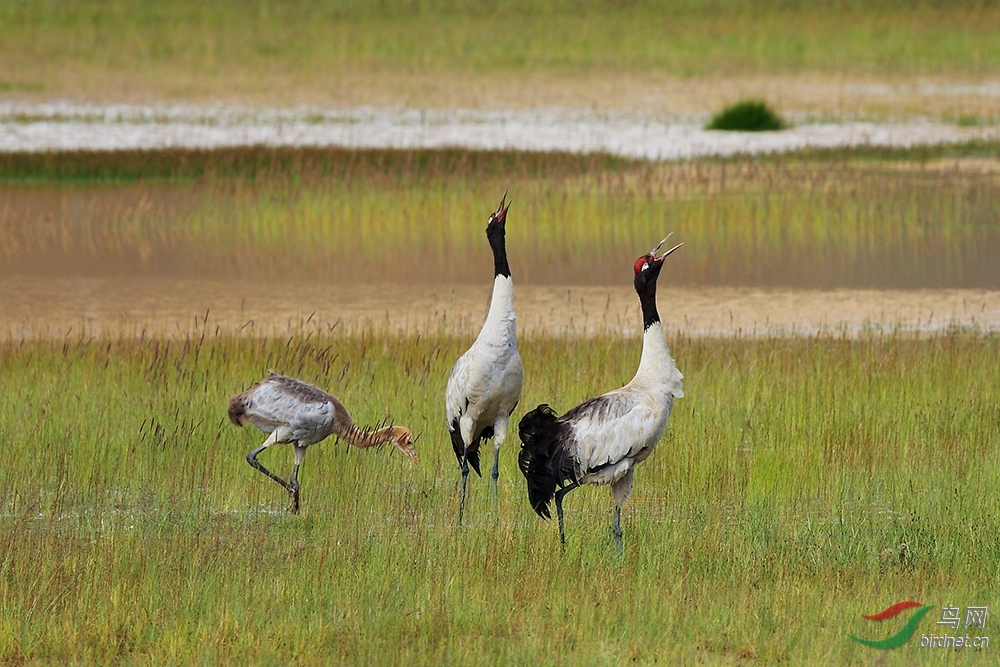 _T3A0517.jpg