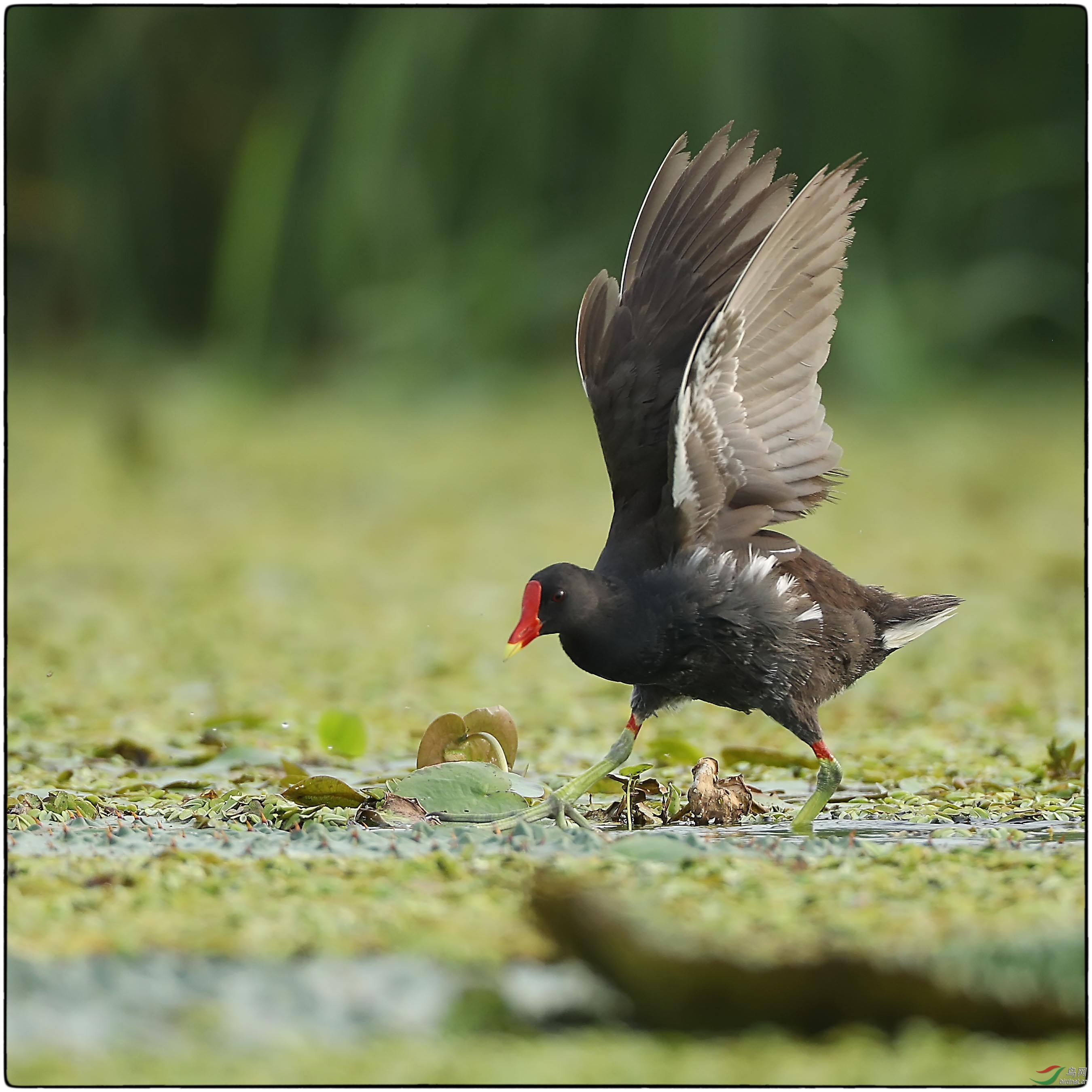寻食中的红头黑水鸡