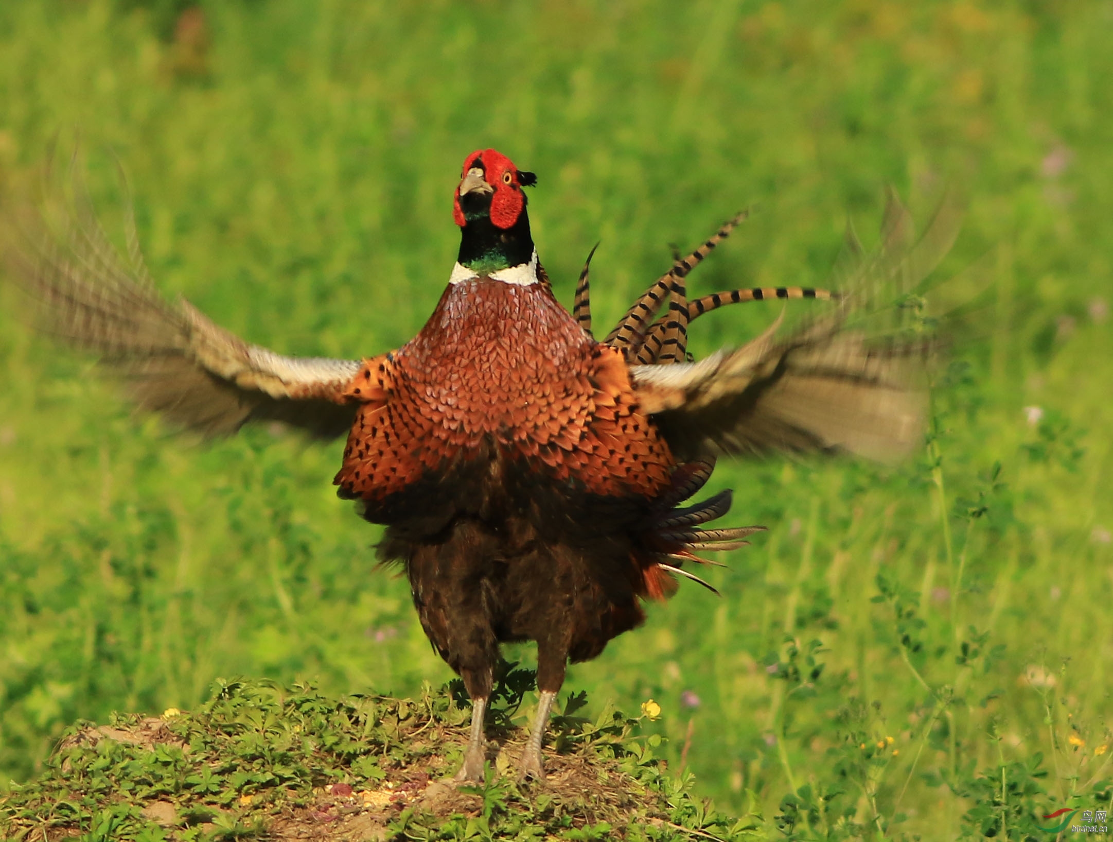 环颈雉鸡展翅